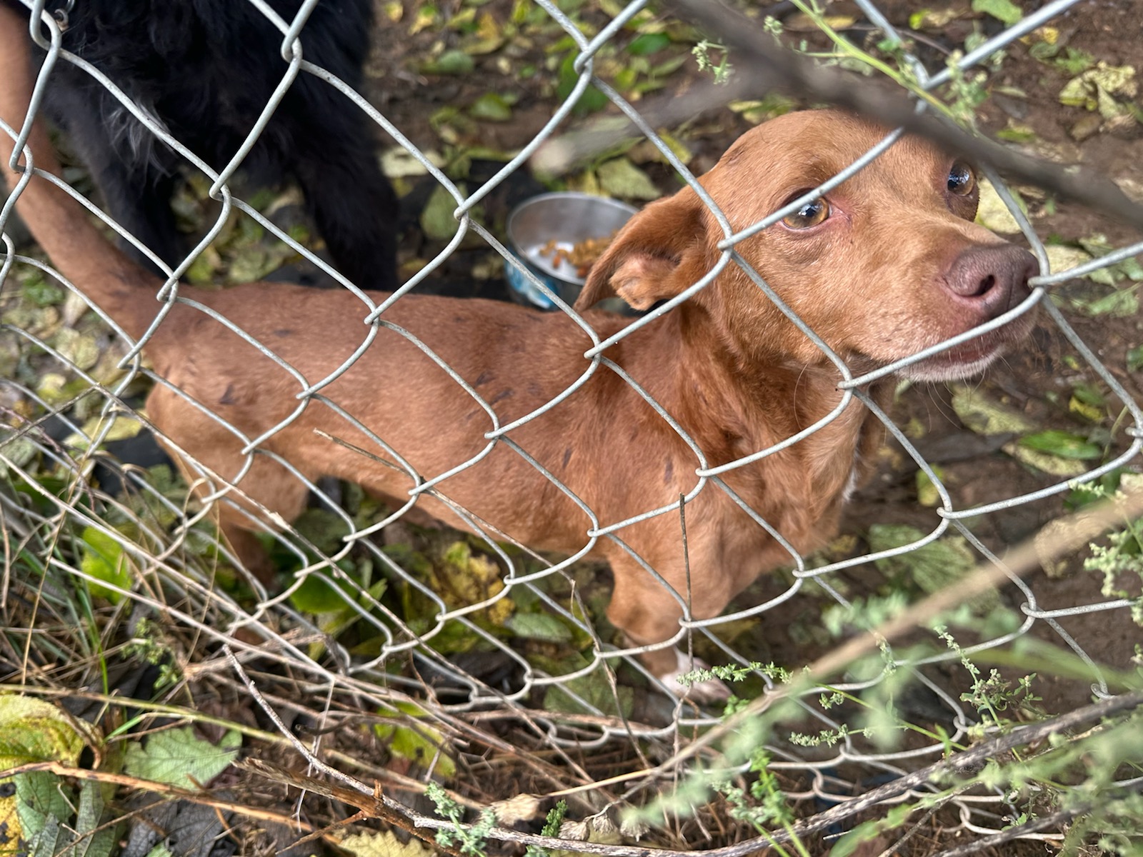 PRINCE GIZMO V, Adopted, Adult Male Dachshund.