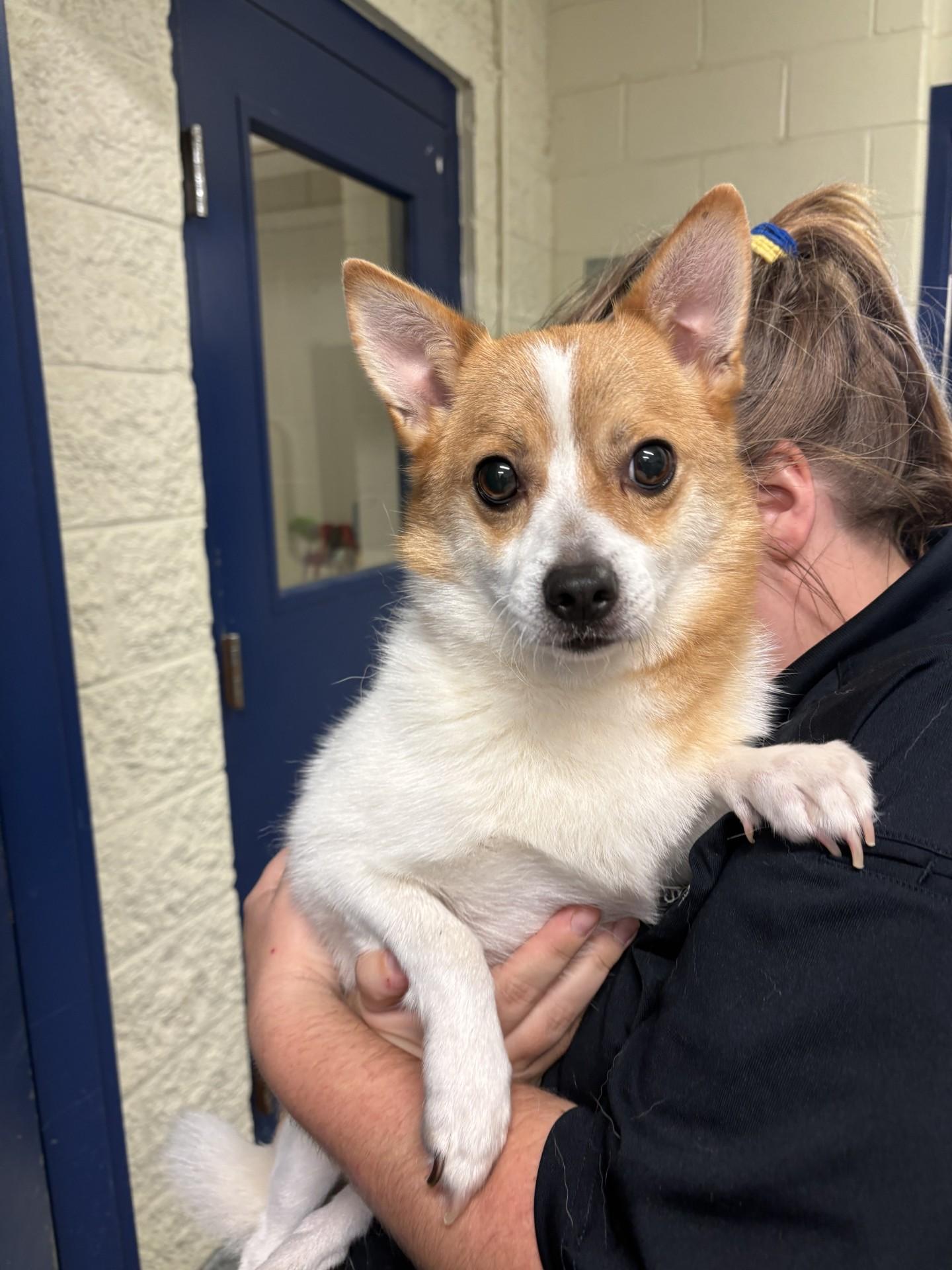 Ace, adopted, Young Male Pomeranian & Corgi.
