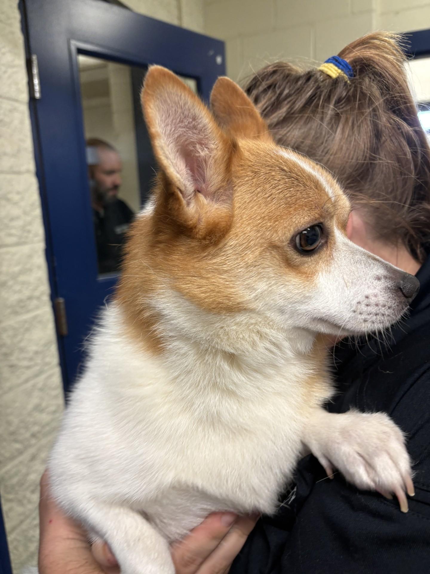 Ace, an adopted mixed breed in Ashland, VA image 3/3