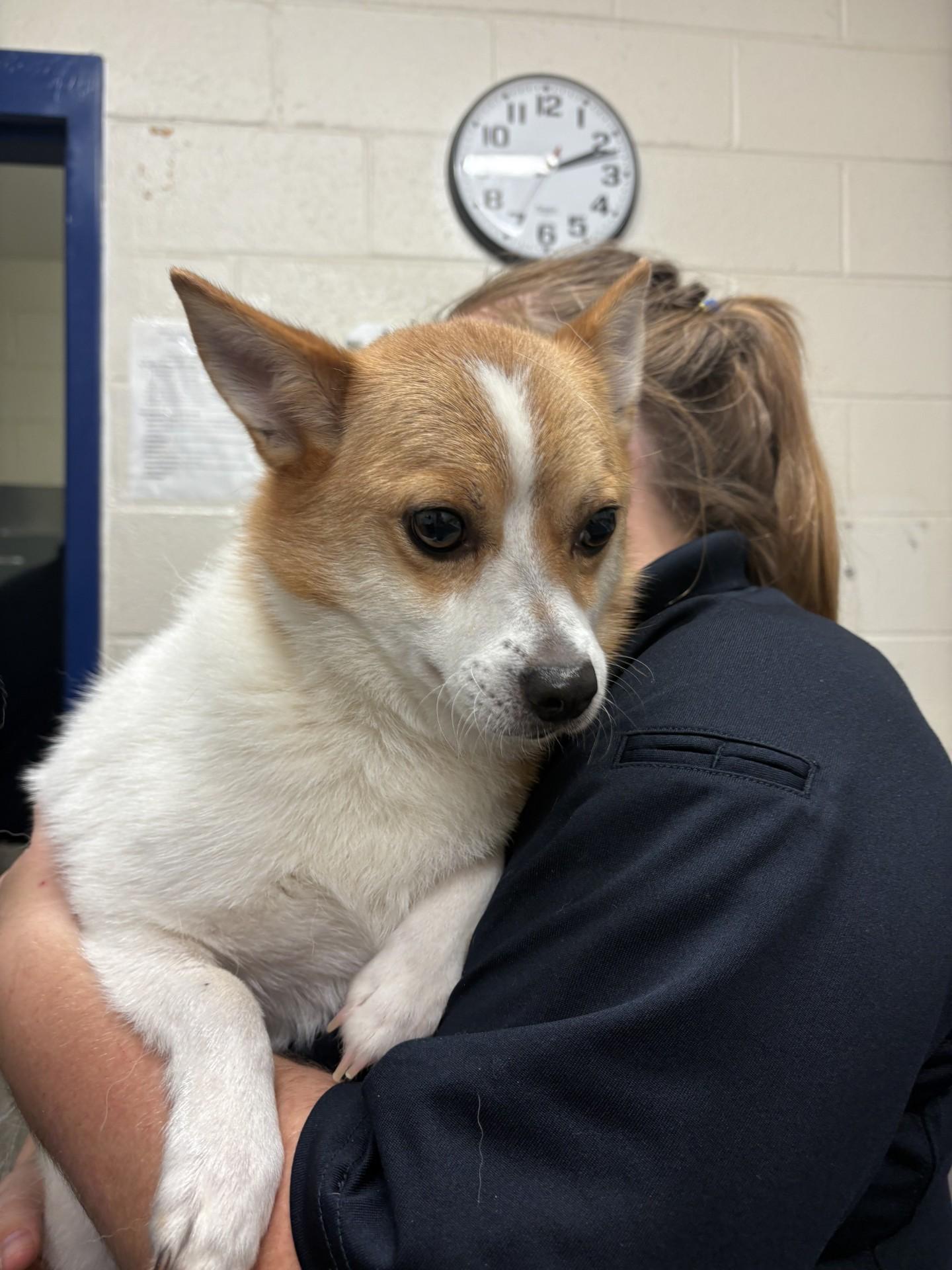 Ace, an adopted mixed breed in Ashland, VA image 2/3