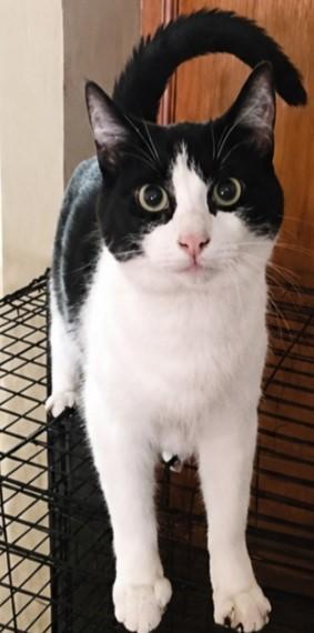 Enlarge Louise, a Adoptable mixed breed in Byran, OH image 1/4