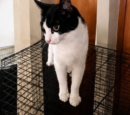 Enlarge Louise, a Adoptable mixed breed in Byran, OH image 2/4
