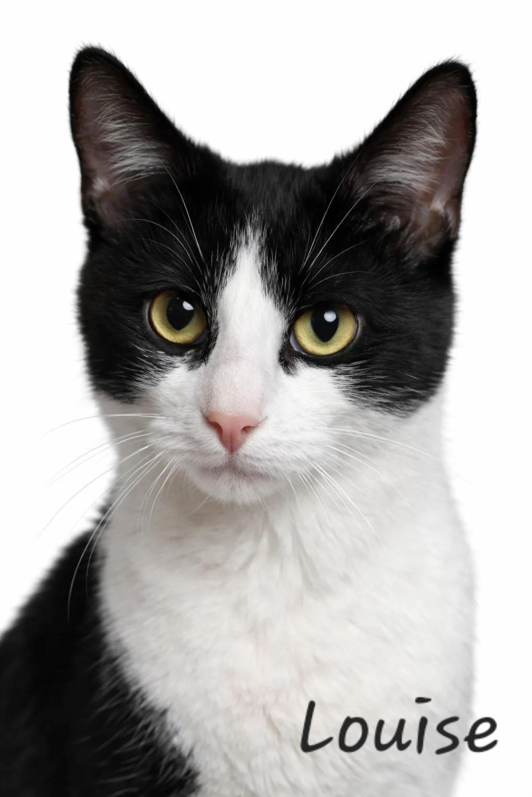 Enlarge Louise, a Adoptable mixed breed in Byran, OH image 4/4