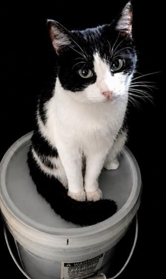 Enlarge Louise, a Adoptable mixed breed in Byran, OH image 3/4