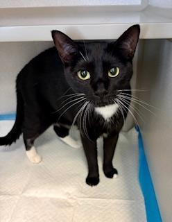 Jellybean, adopted, Adult Female Domestic Short Hair.