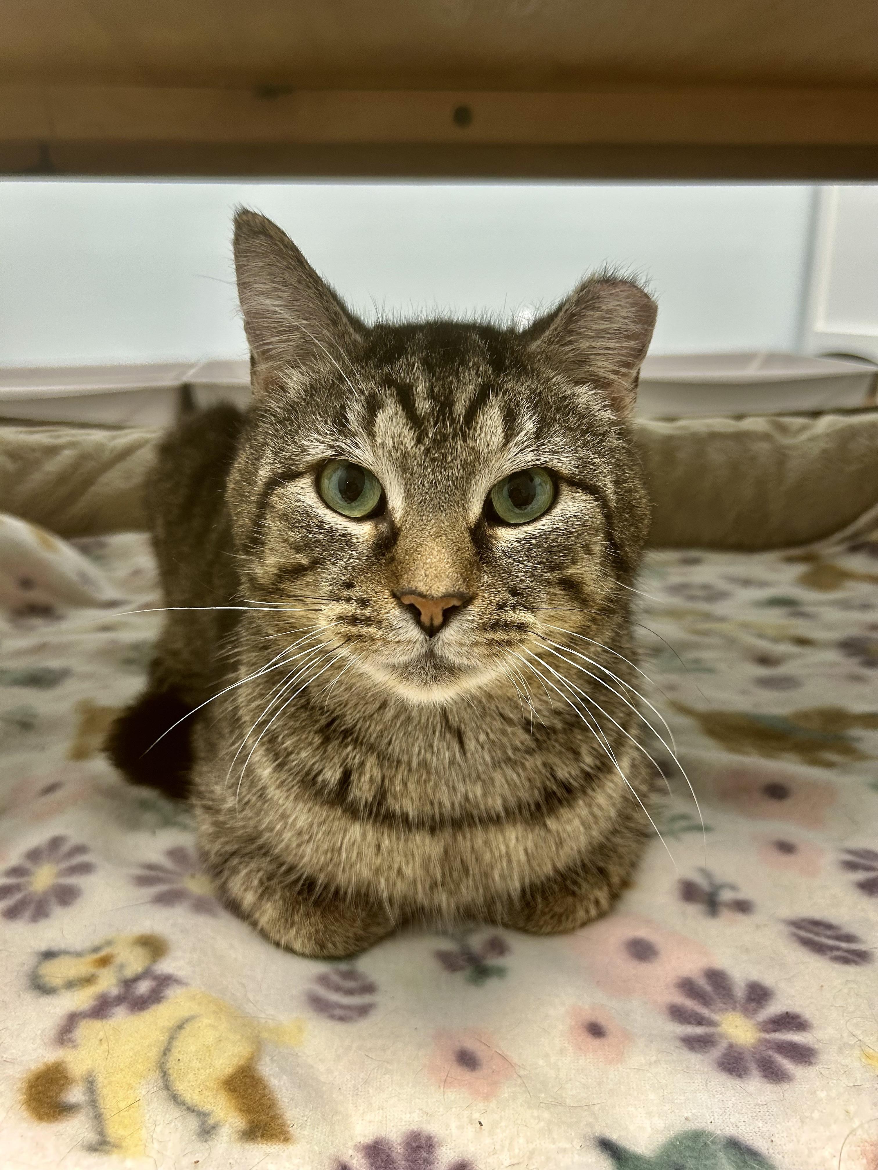 Enlarge Pot Roast, a Adoptable Tabby in Grand Rapids, MI image 2/6