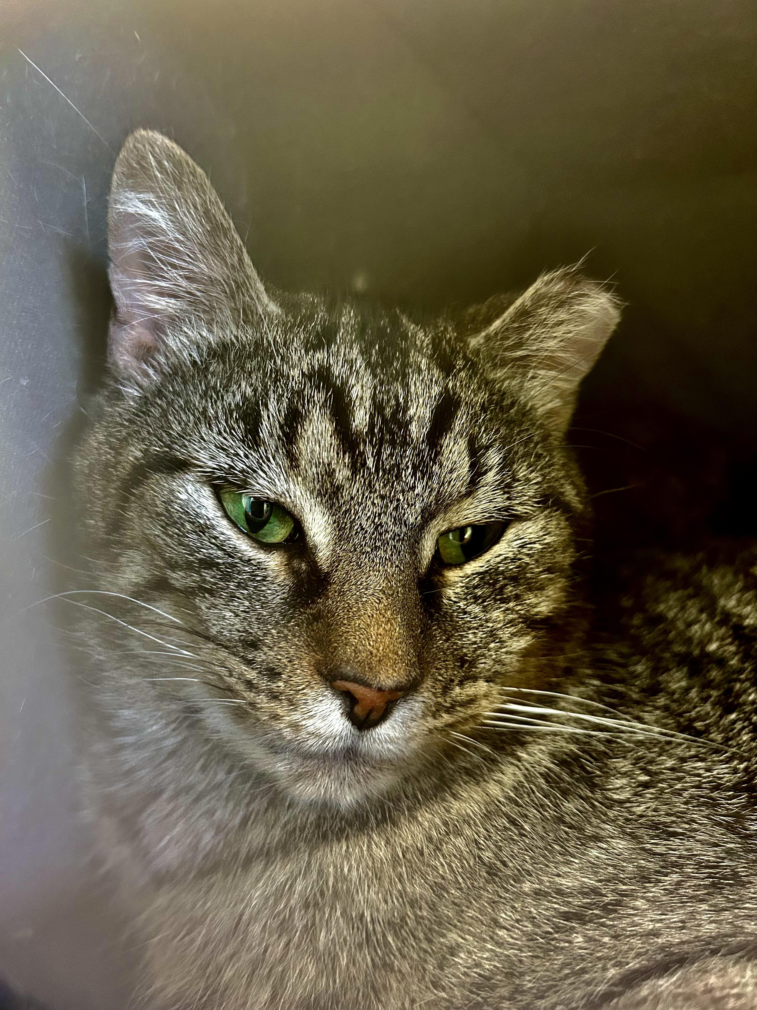 Enlarge Pot Roast, a Adoptable Tabby in Grand Rapids, MI image 5/6