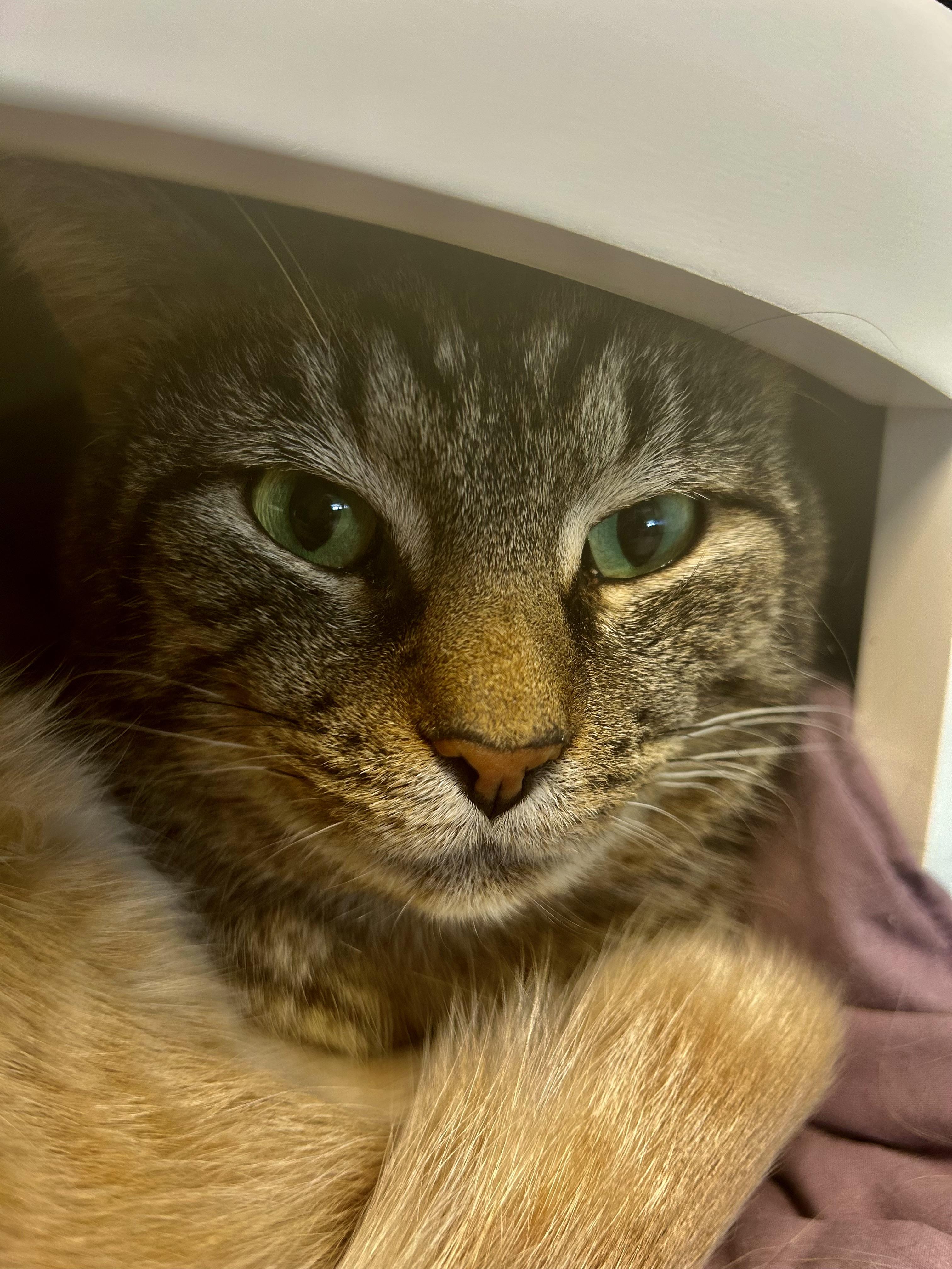 Enlarge Pot Roast, a Adoptable Tabby in Grand Rapids, MI image 6/6