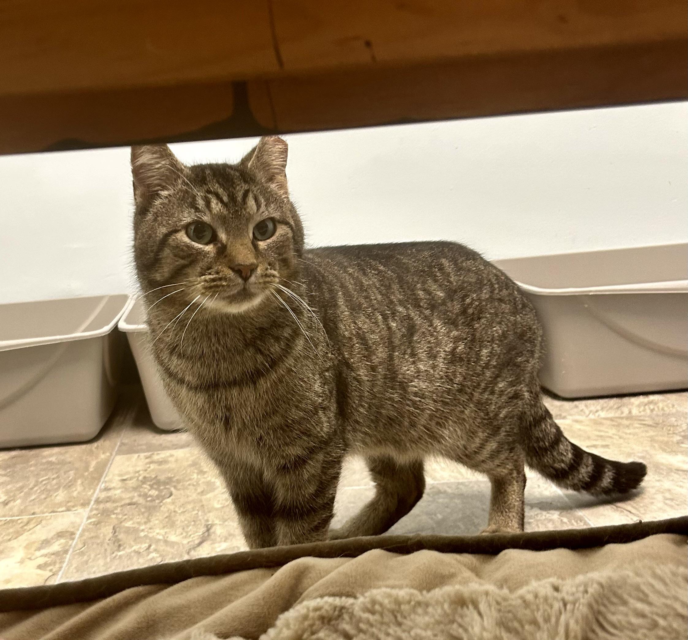 Enlarge Pot Roast, a Adoptable Tabby in Grand Rapids, MI image 5/6
