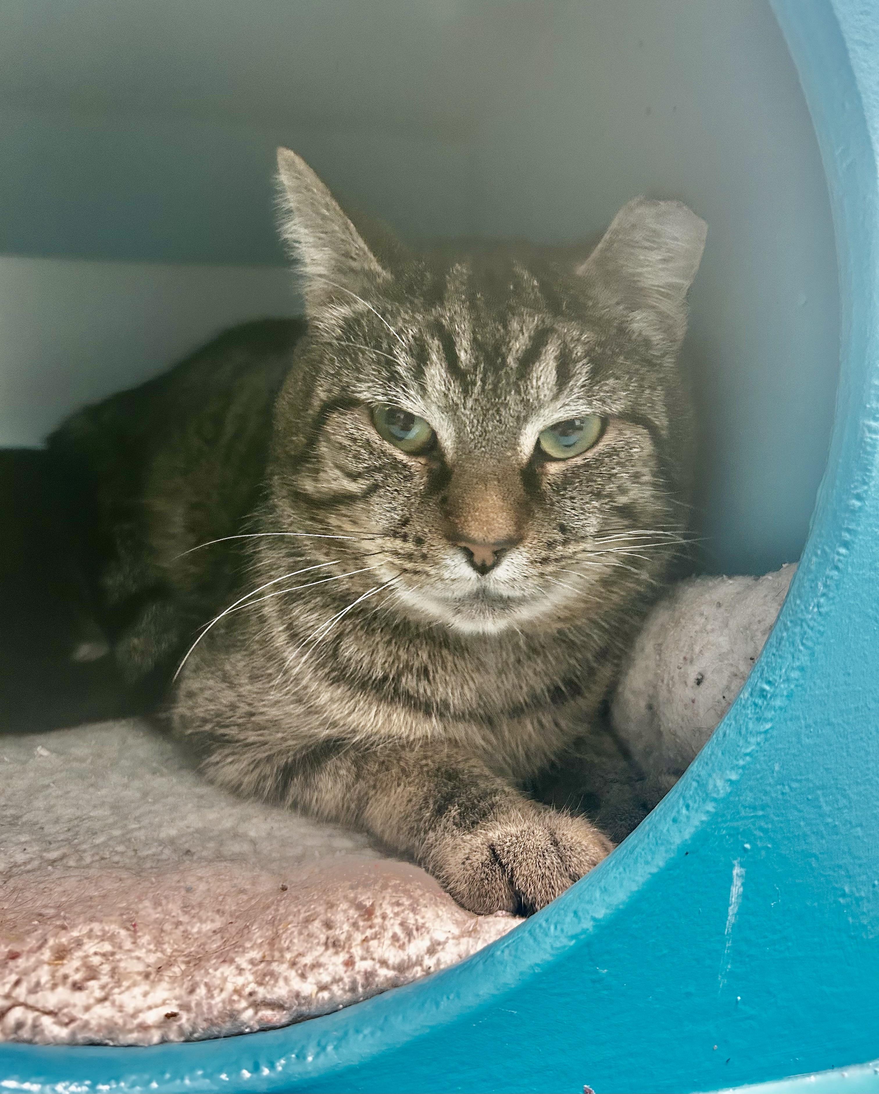 Enlarge Pot Roast, a Adoptable Tabby in Grand Rapids, MI image 4/6