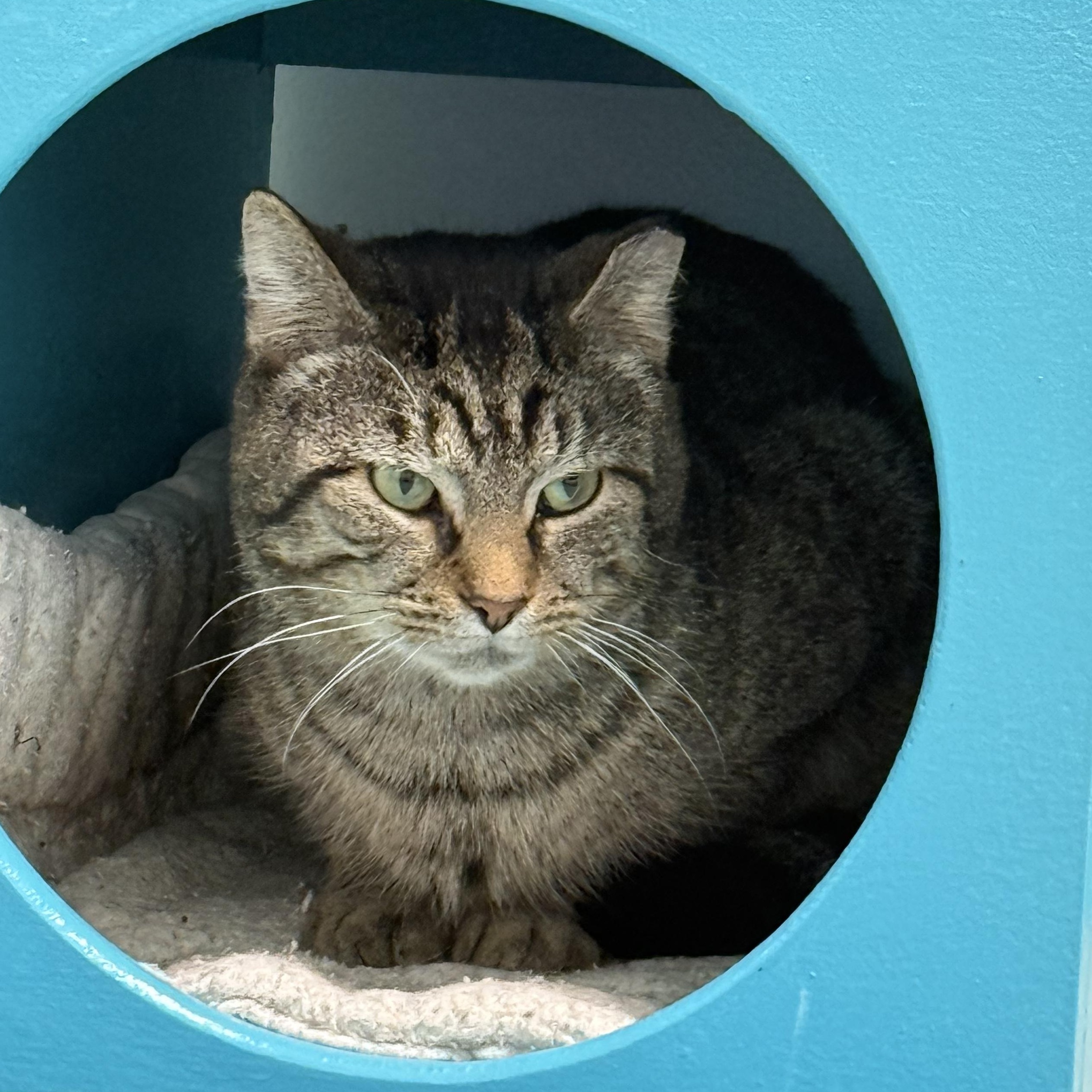 Enlarge Pot Roast, a Adoptable Tabby in Grand Rapids, MI image 6/6
