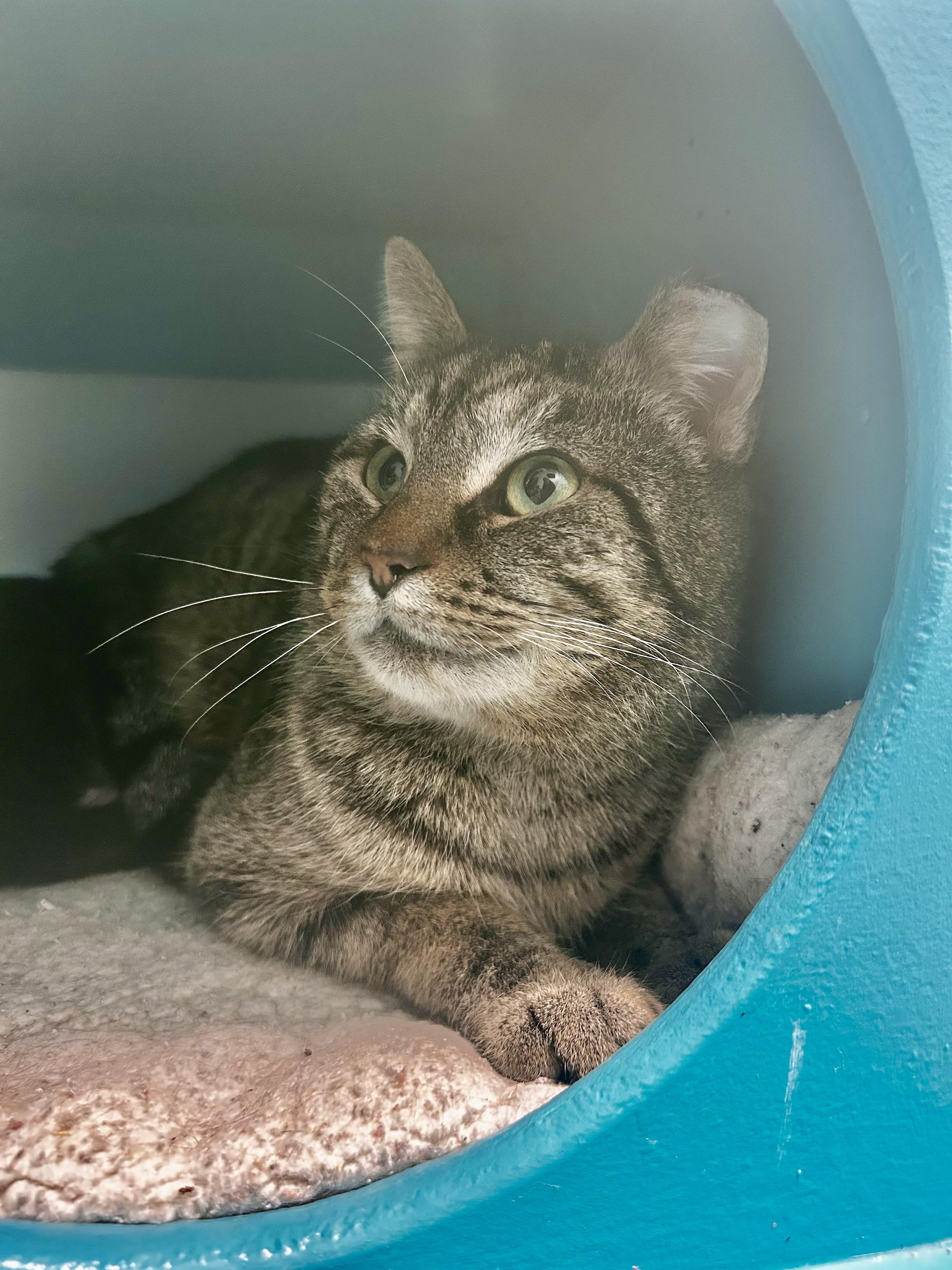 Enlarge Pot Roast, a Adoptable Tabby in Grand Rapids, MI image 3/6