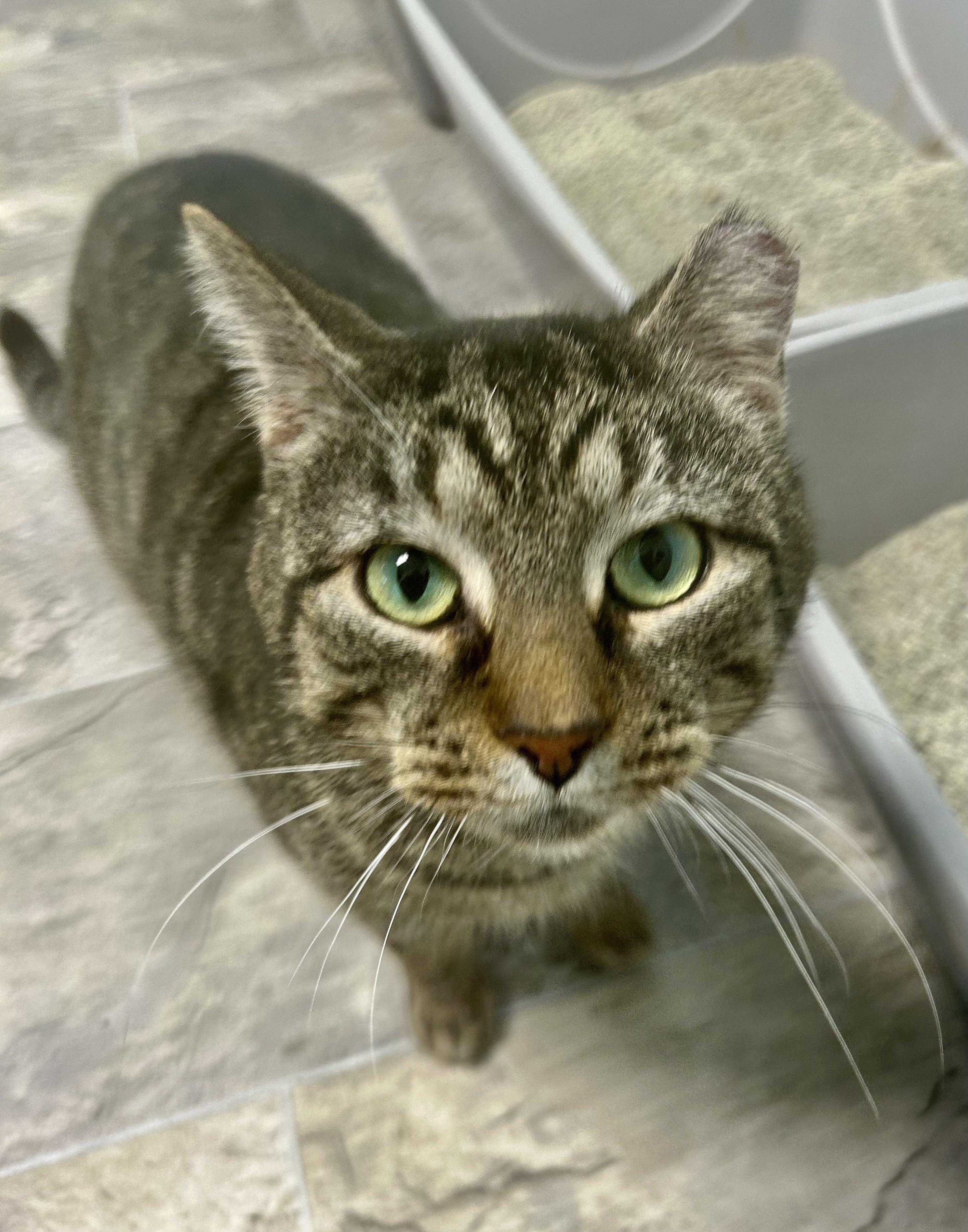 Enlarge Pot Roast, a Adoptable Tabby in Grand Rapids, MI image 1/6