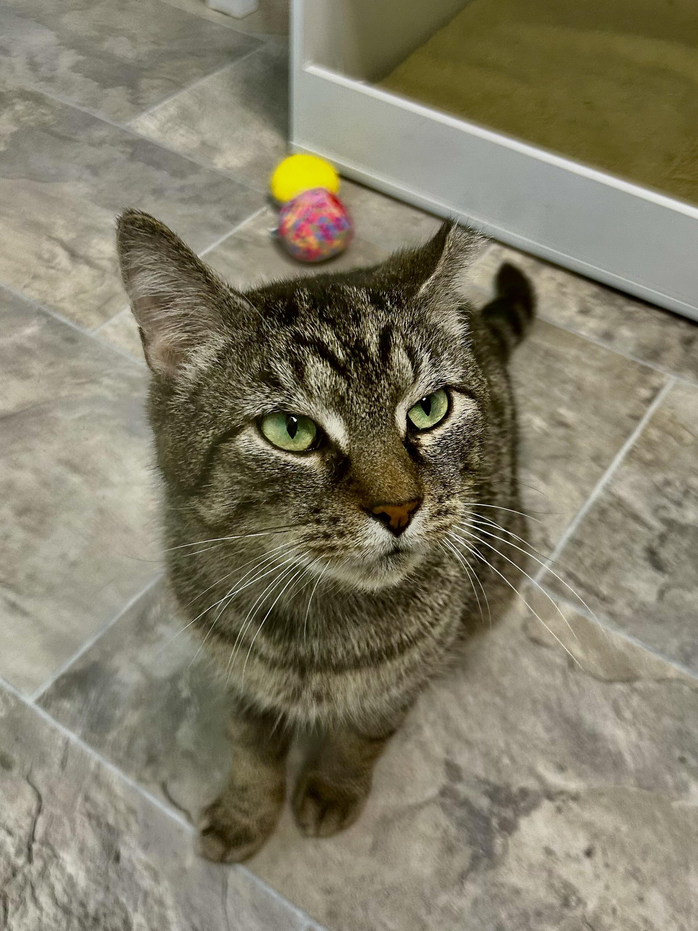 Pot Roast, Adoptable, Adult Male Tabby.