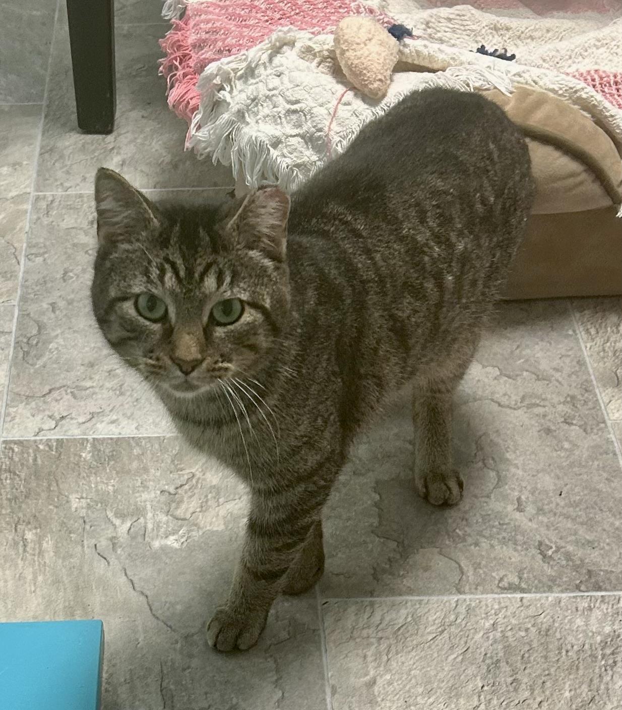Enlarge Pot Roast, a Adoptable Tabby in Grand Rapids, MI image 2/6