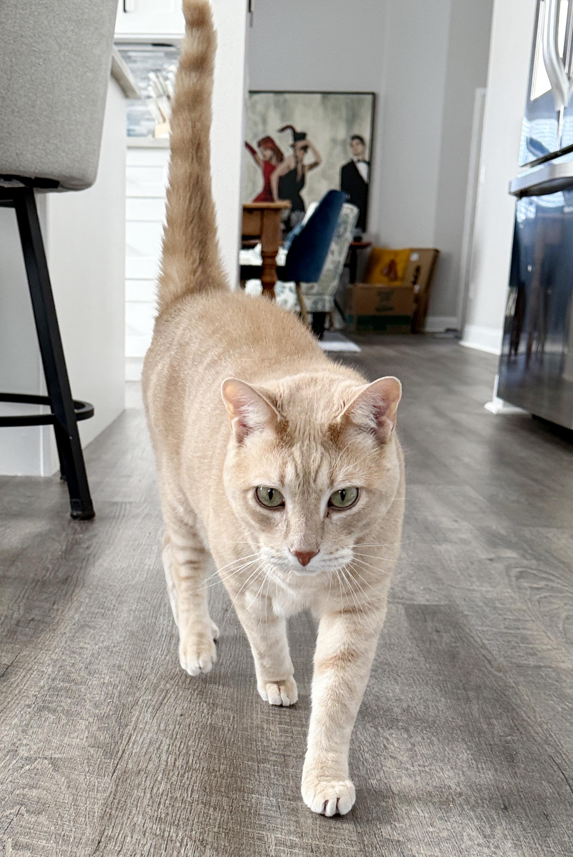 Enlarge *Adam*, a ADOPTABLE mixed breed in Sanford, FL image 4/5