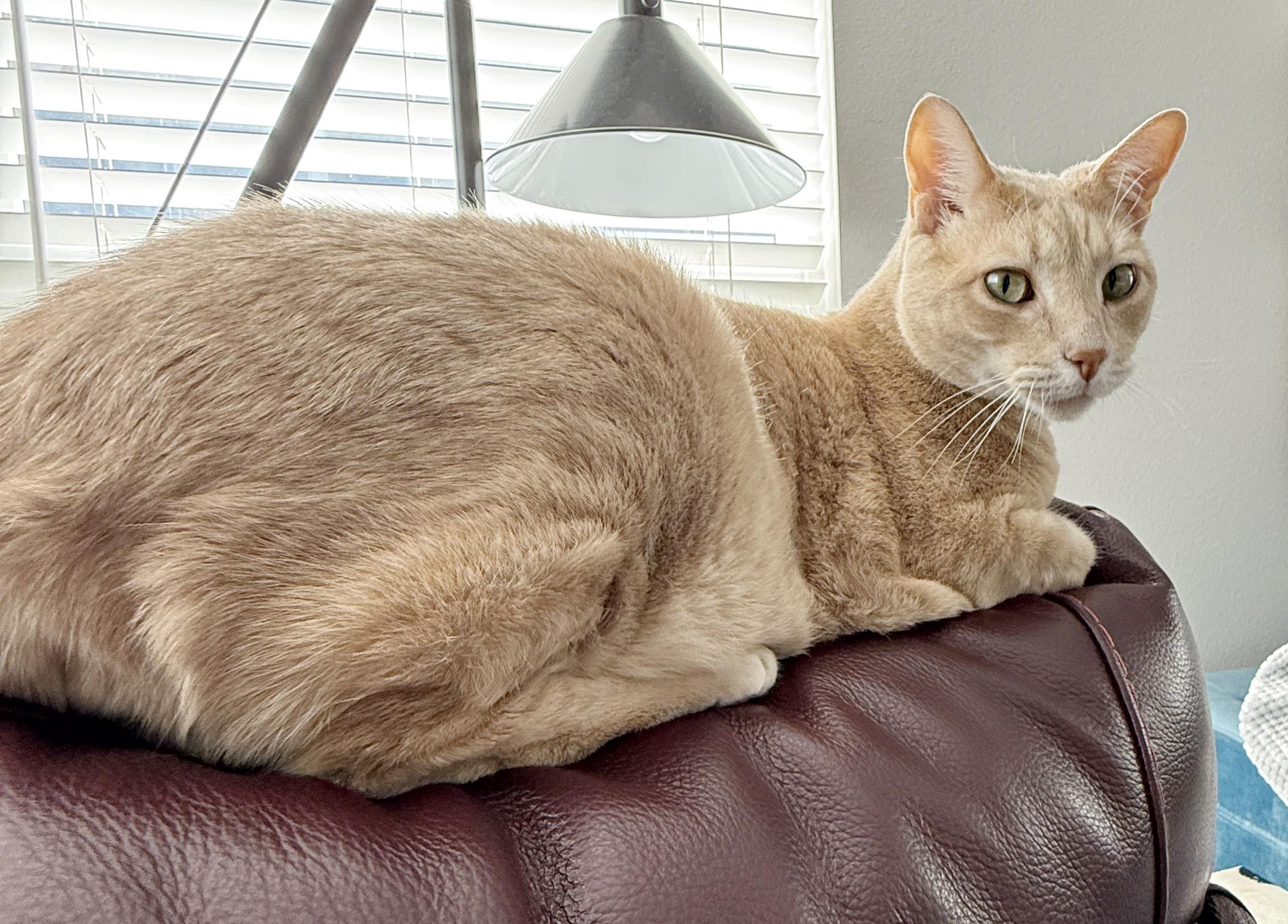 Enlarge *Adam*, a ADOPTABLE mixed breed in Sanford, FL image 2/5