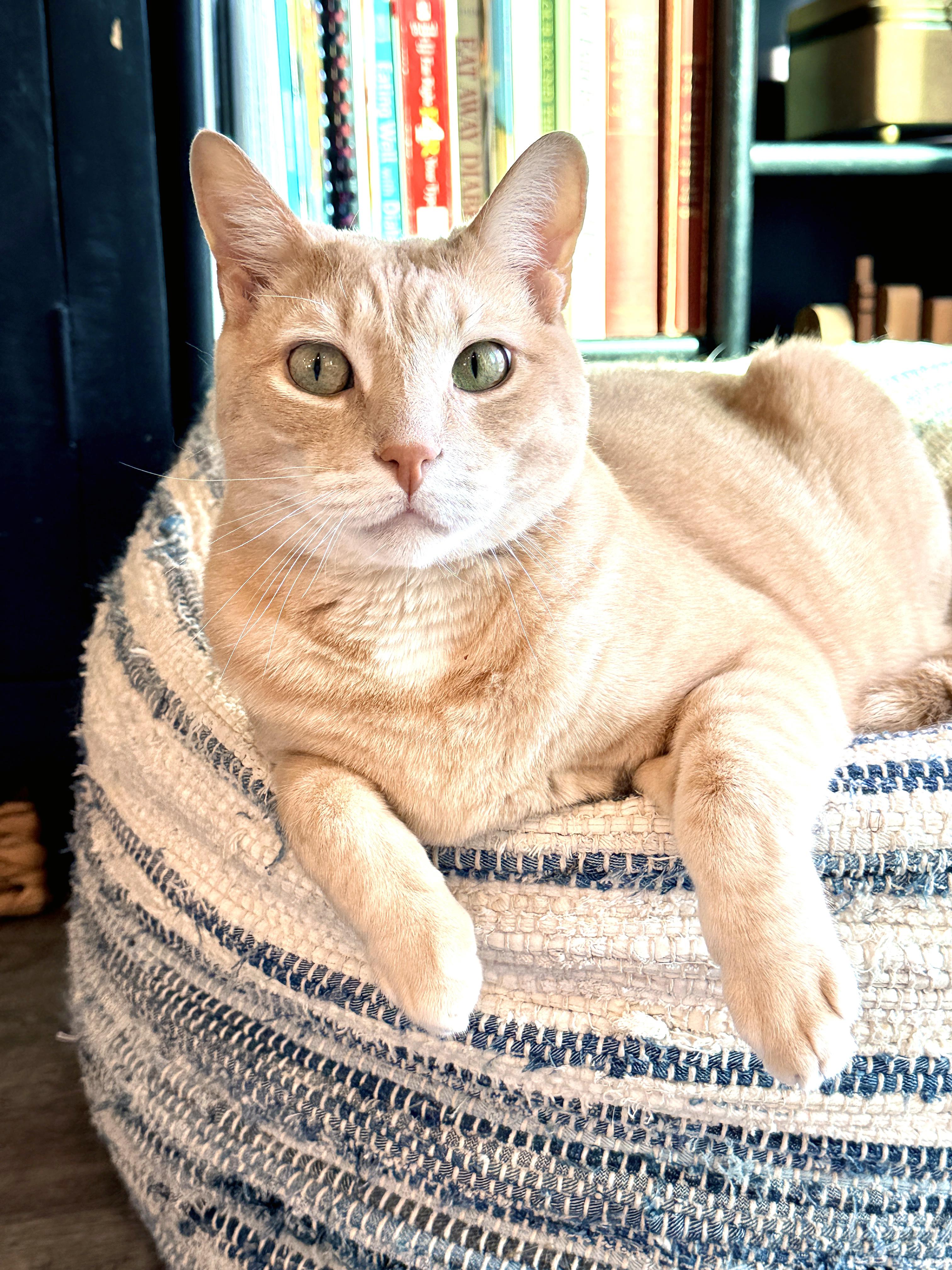 Enlarge *Adam*, a ADOPTABLE mixed breed in Sanford, FL image 3/5