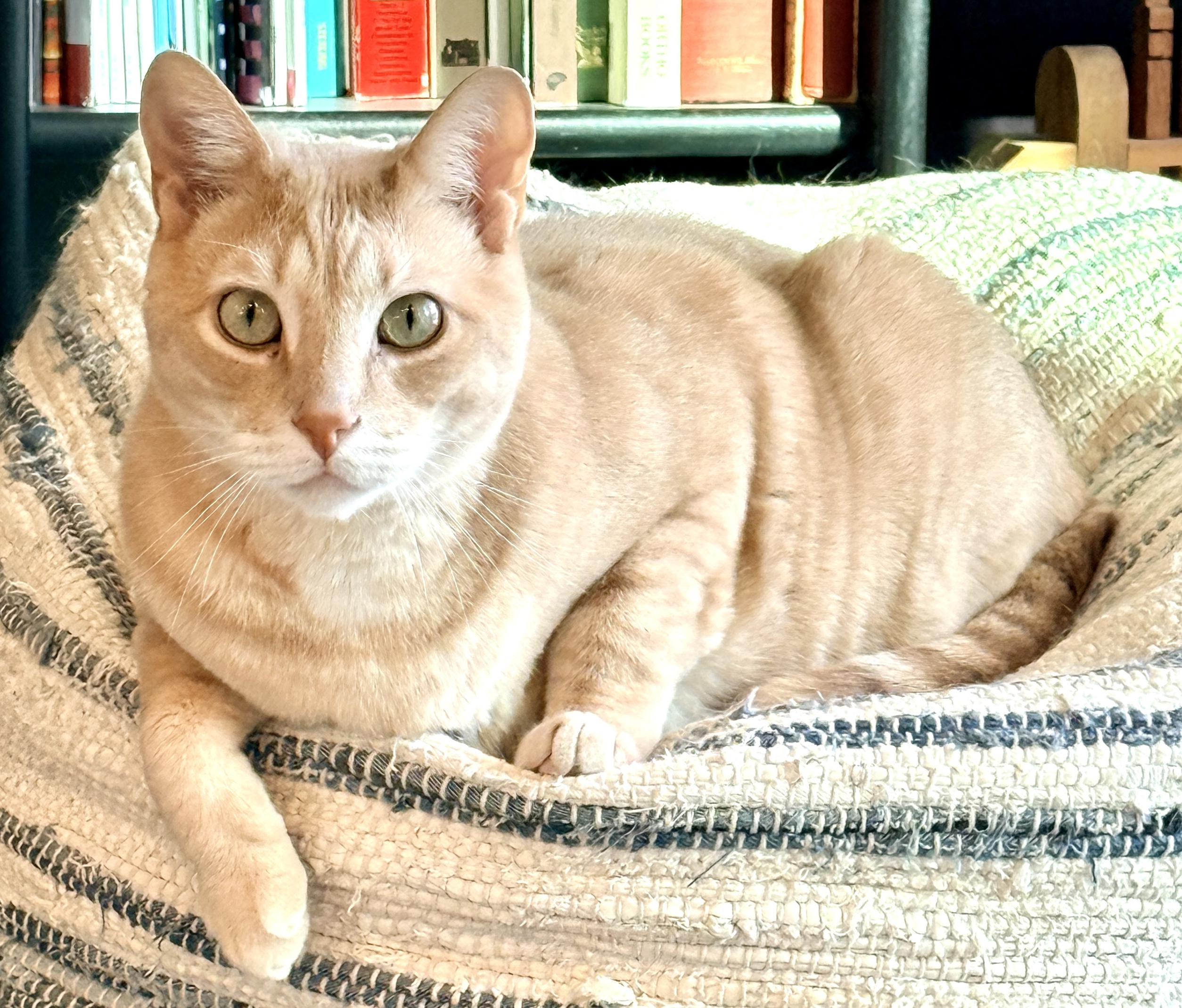 *Adam*, ADOPTABLE, Adult Male Domestic Short Hair.