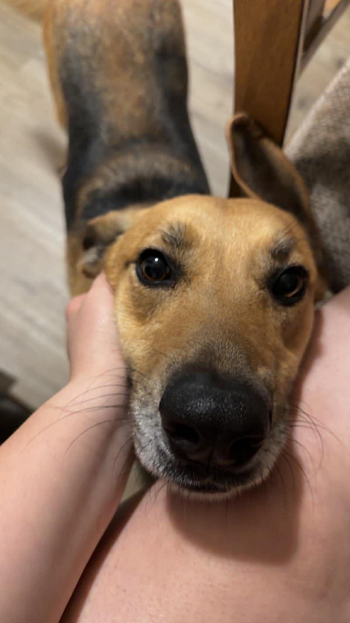 Enlarge Kit, a Adoptable German Shepherd Dog in Jacksonville, NC image 1/3