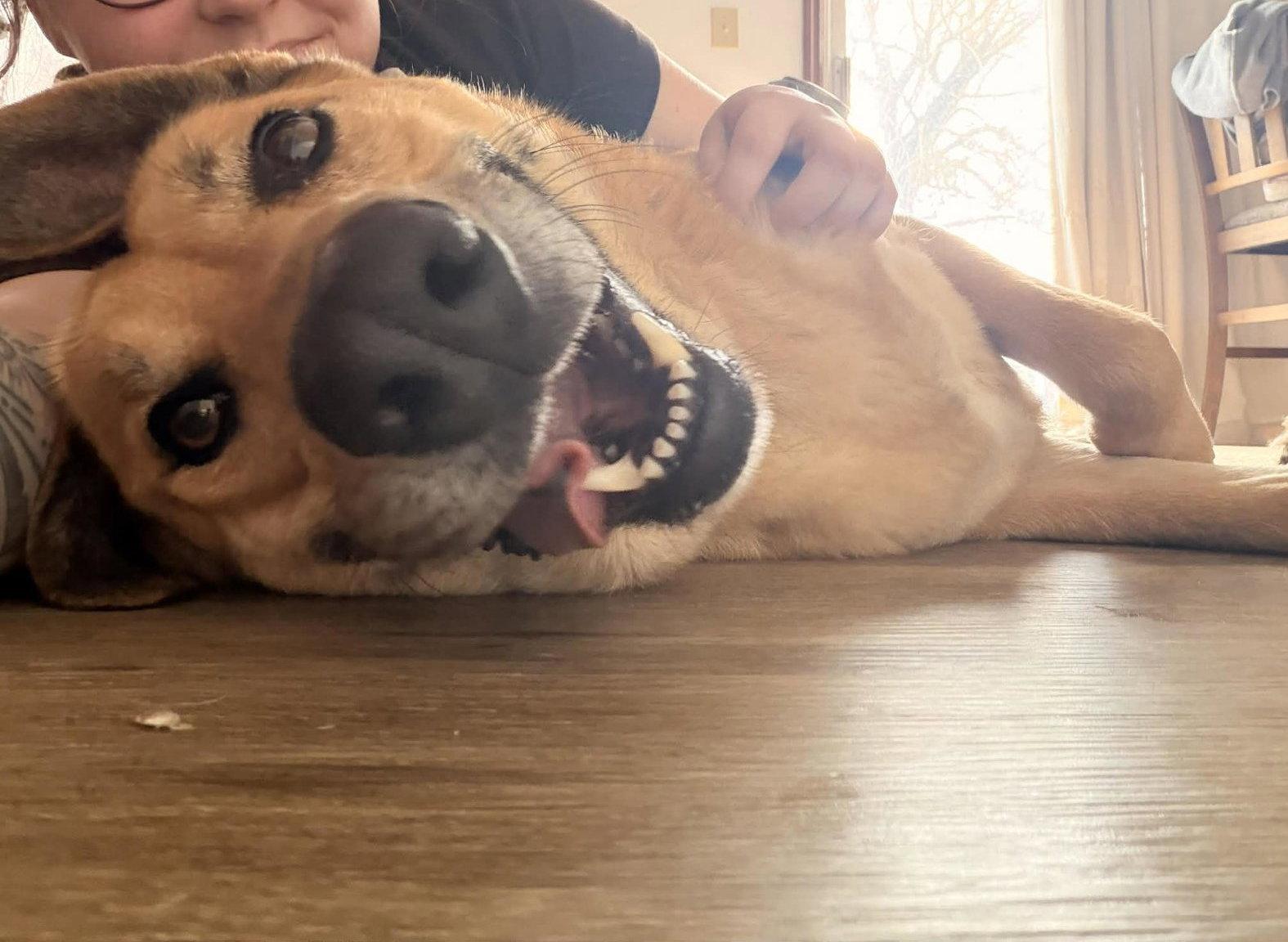 Enlarge Kit, a Adoptable German Shepherd Dog in Jacksonville, NC image 2/3