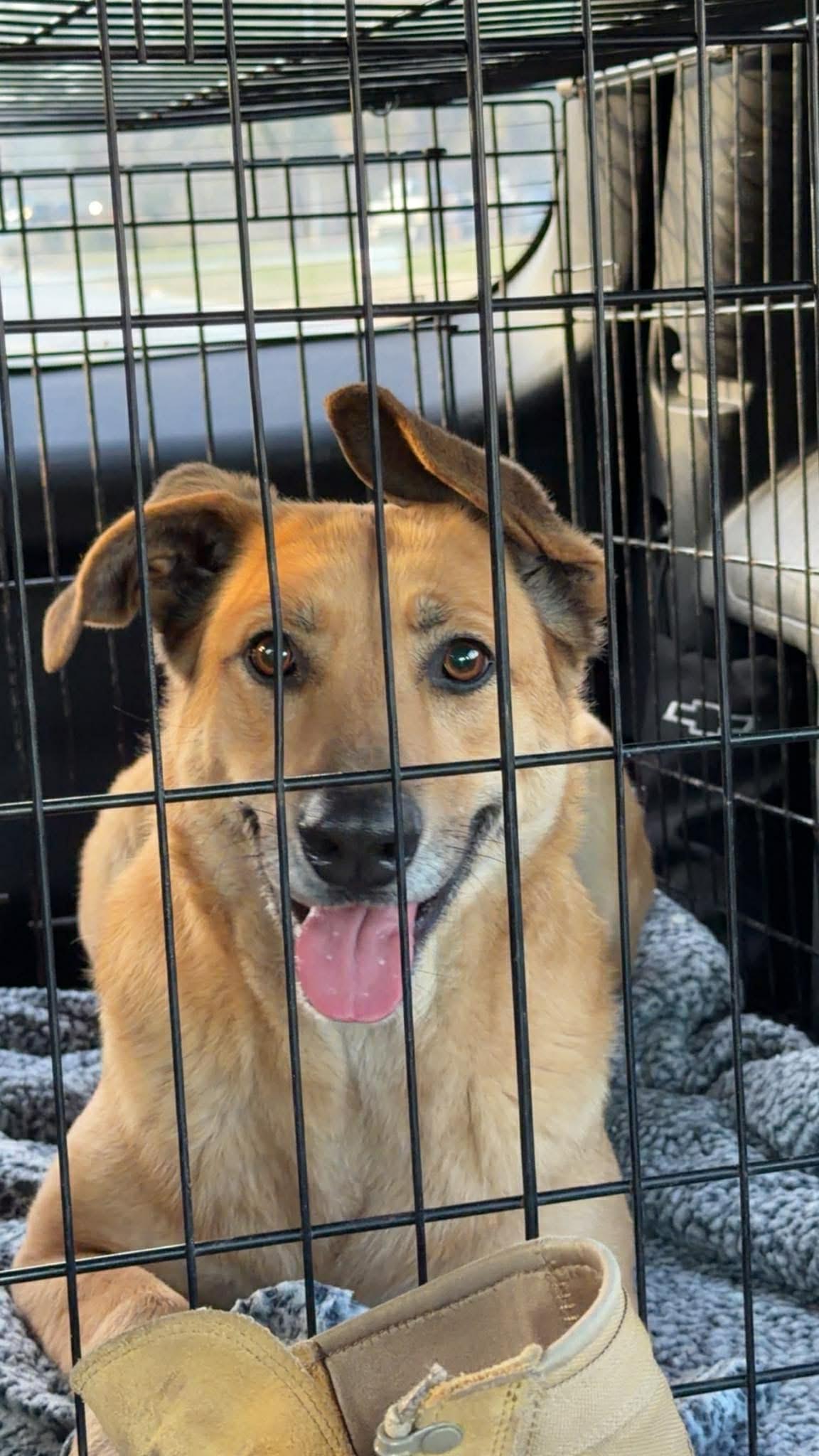 Enlarge Kit, a Adoptable German Shepherd Dog in Jacksonville, NC image 3/3