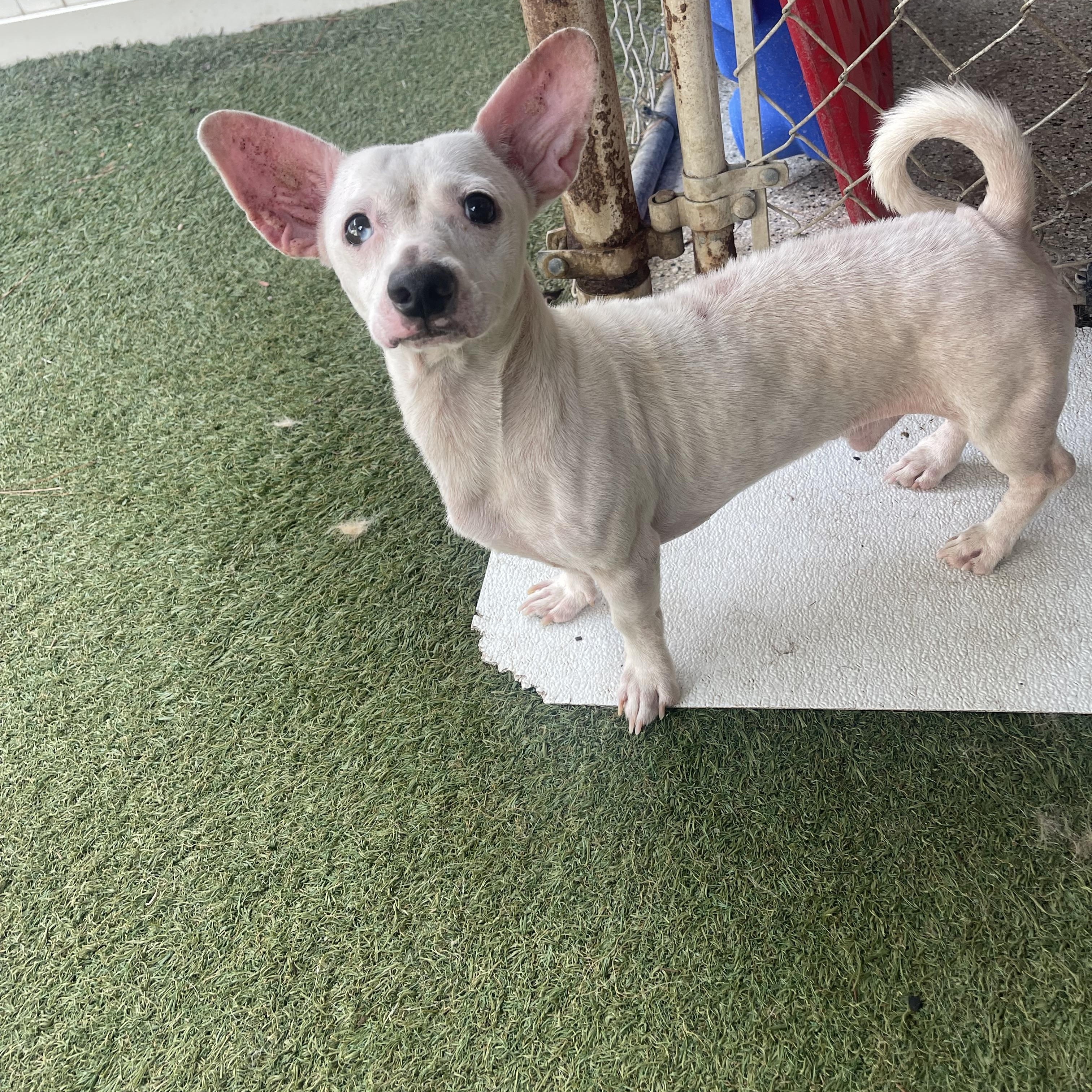 Enlarge Stewart, a Adoptable mixed breed in Baton Rouge, LA image 3/3