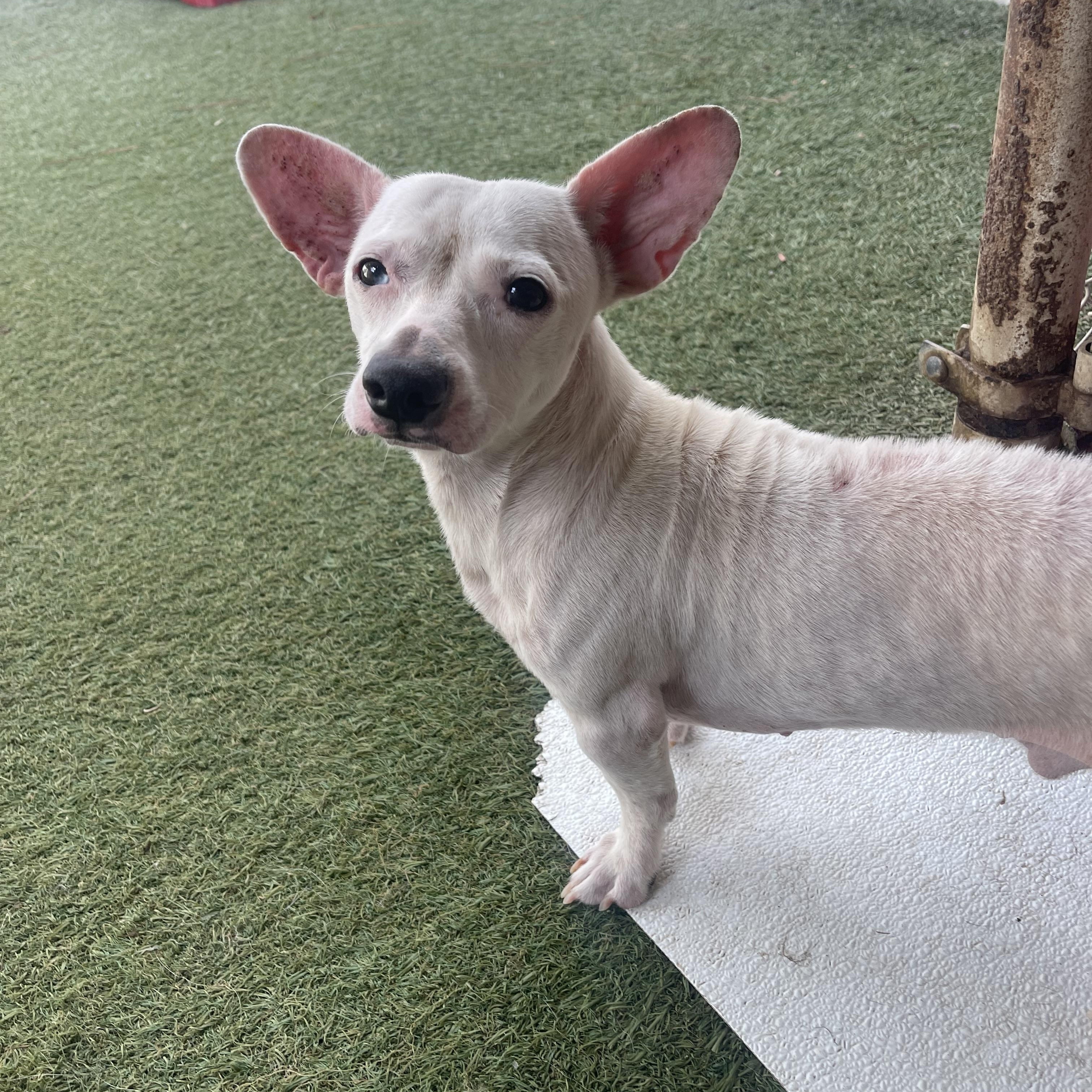 Enlarge Stewart, a Adoptable mixed breed in Baton Rouge, LA image 2/3