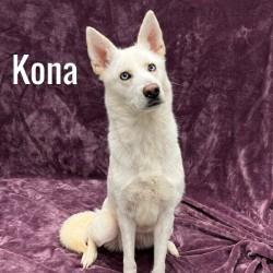Kona, ADOPTABLE, Adult Female Husky.