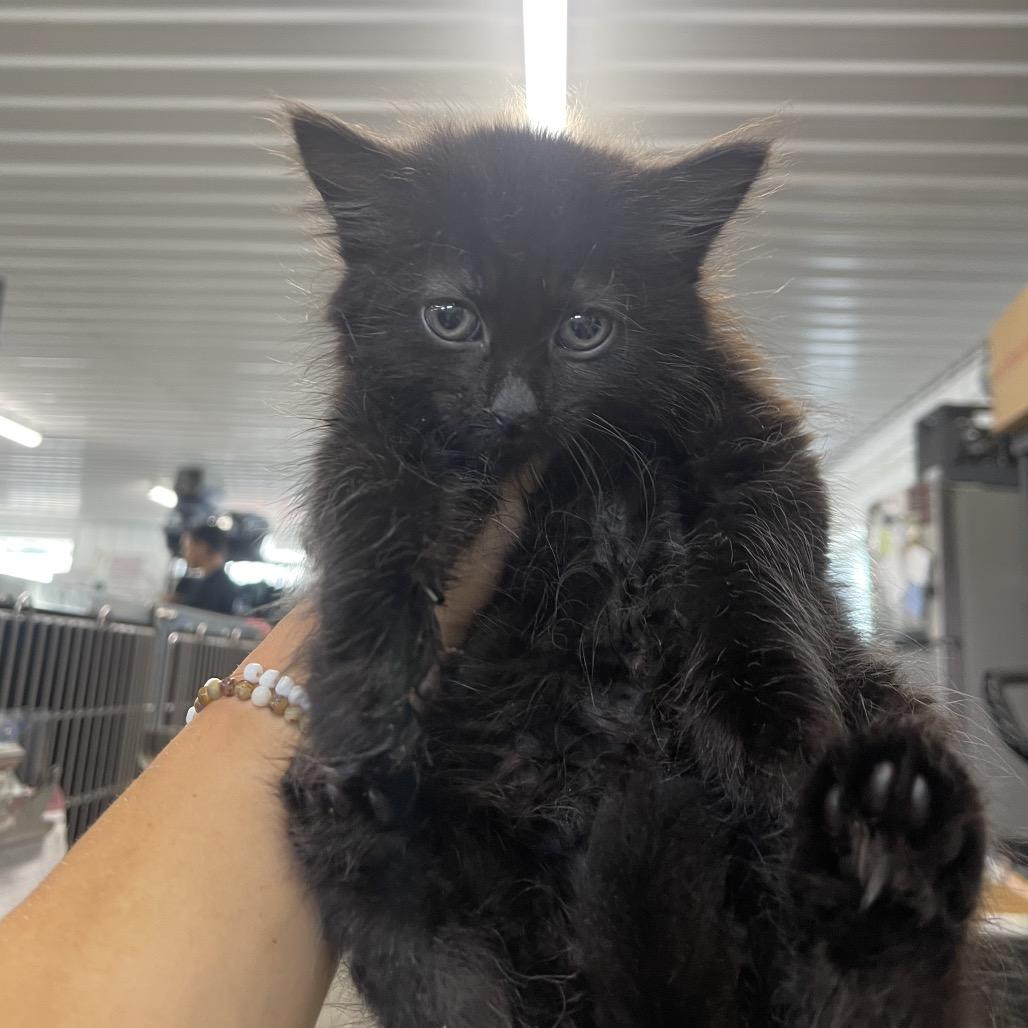 Enlarge Lune, a Adoptable Domestic Medium Hair in Spanish Fork, UT image 1/3