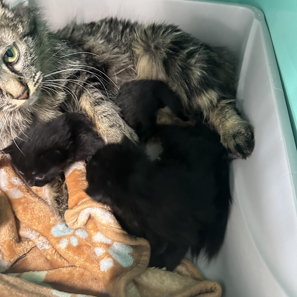 Enlarge Lune, a Adoptable Domestic Medium Hair in Spanish Fork, UT image 2/3