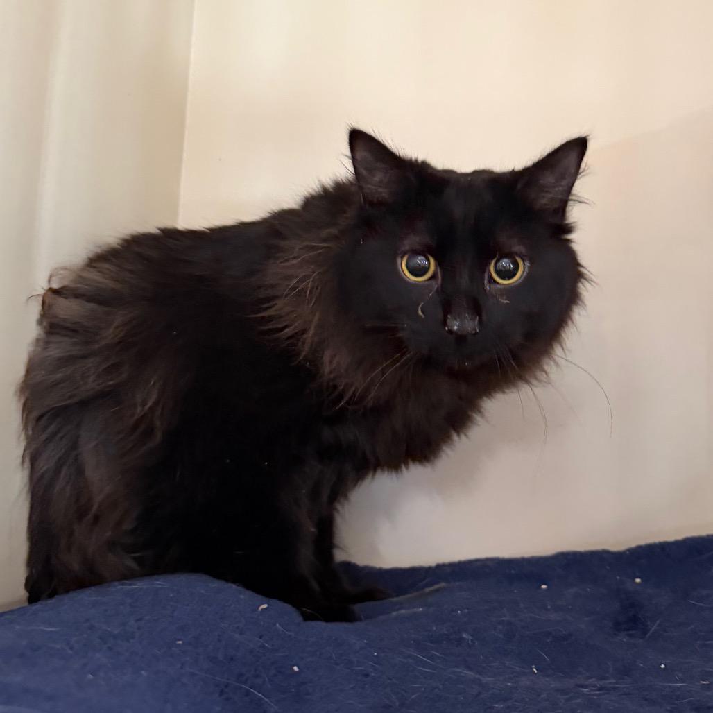 Enlarge Lune, a Adoptable Domestic Medium Hair in Spanish Fork, UT image 3/3