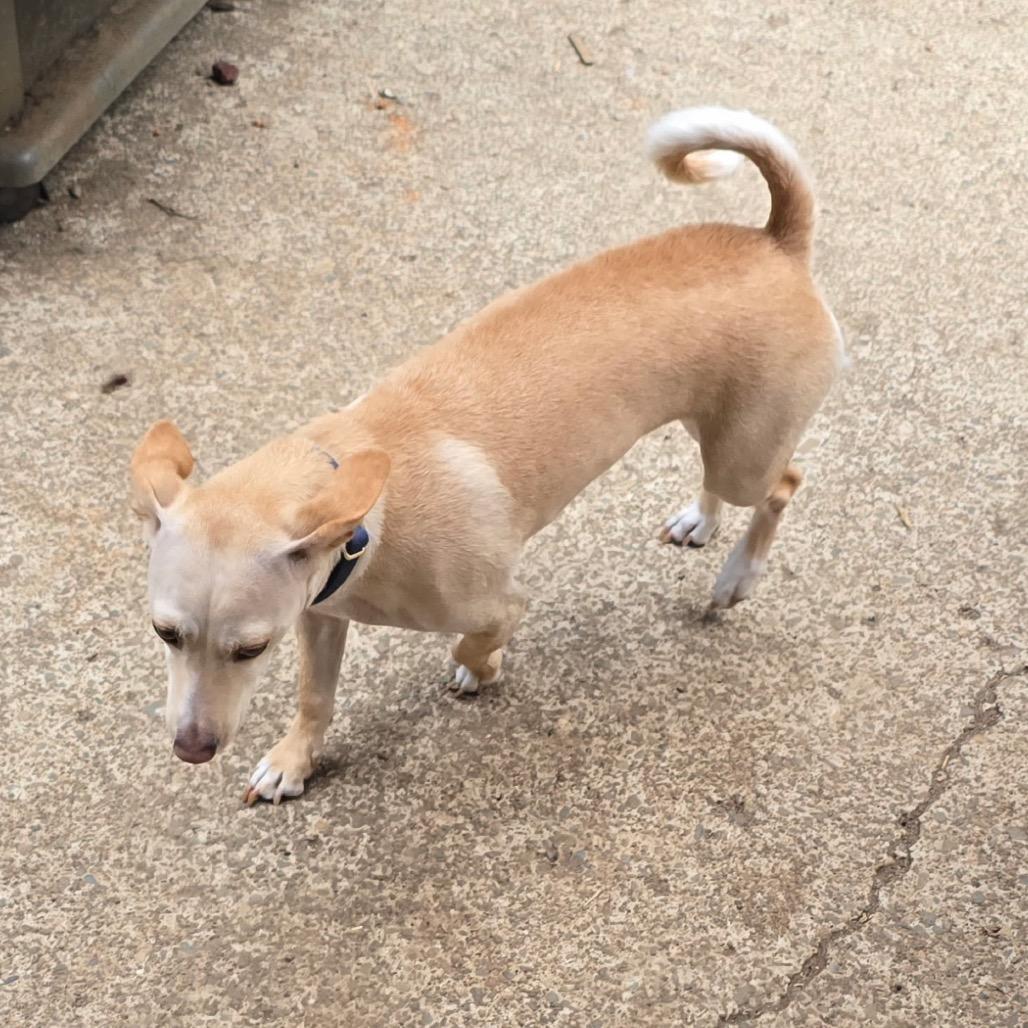 Henry, adopted, Adult Male Chihuahua & Poodle.