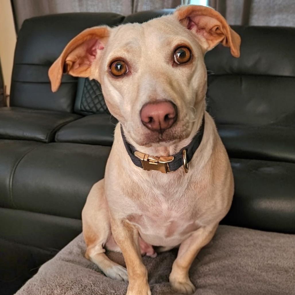 Henry, an adopted mixed breed in Lakehead, CA image 3/4