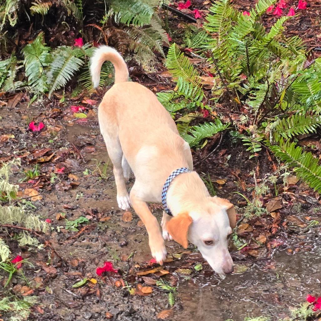 Henry, an adopted mixed breed in Lakehead, CA image 4/4