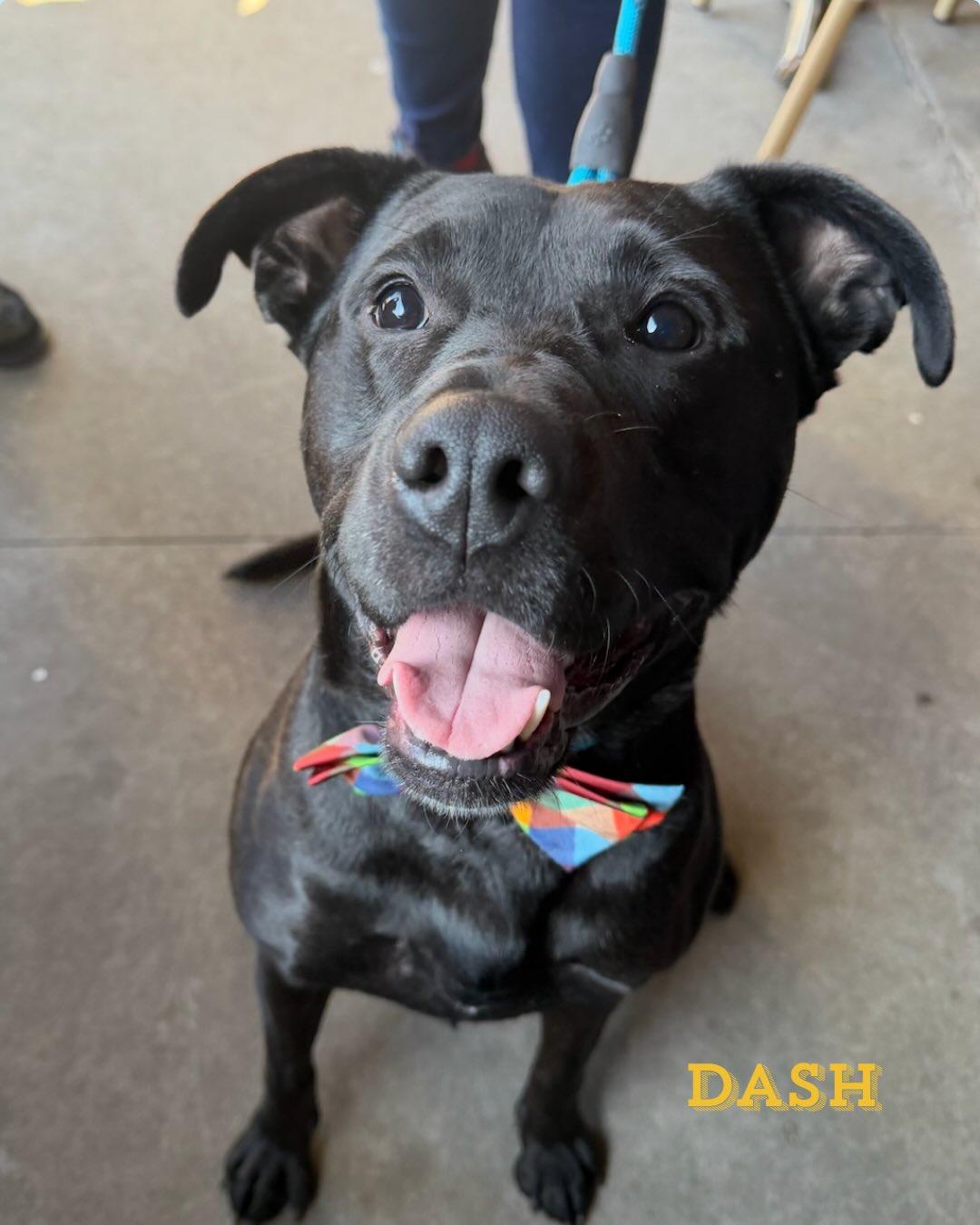 Dash, ADOPTABLE, Adult Male Mixed Breed.