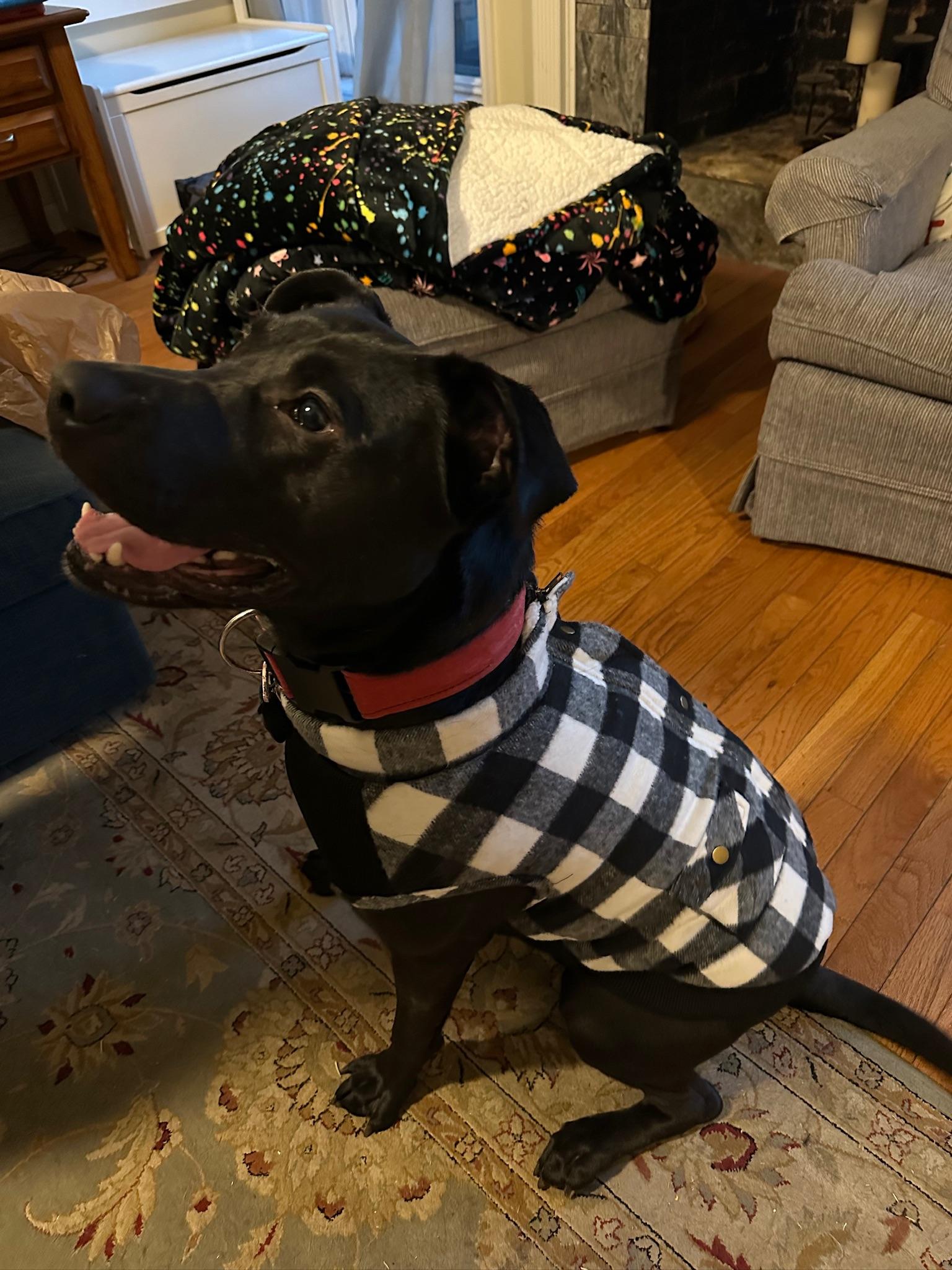 Dash, a ADOPTABLE Mixed Breed in Memphis, TN image 3/3