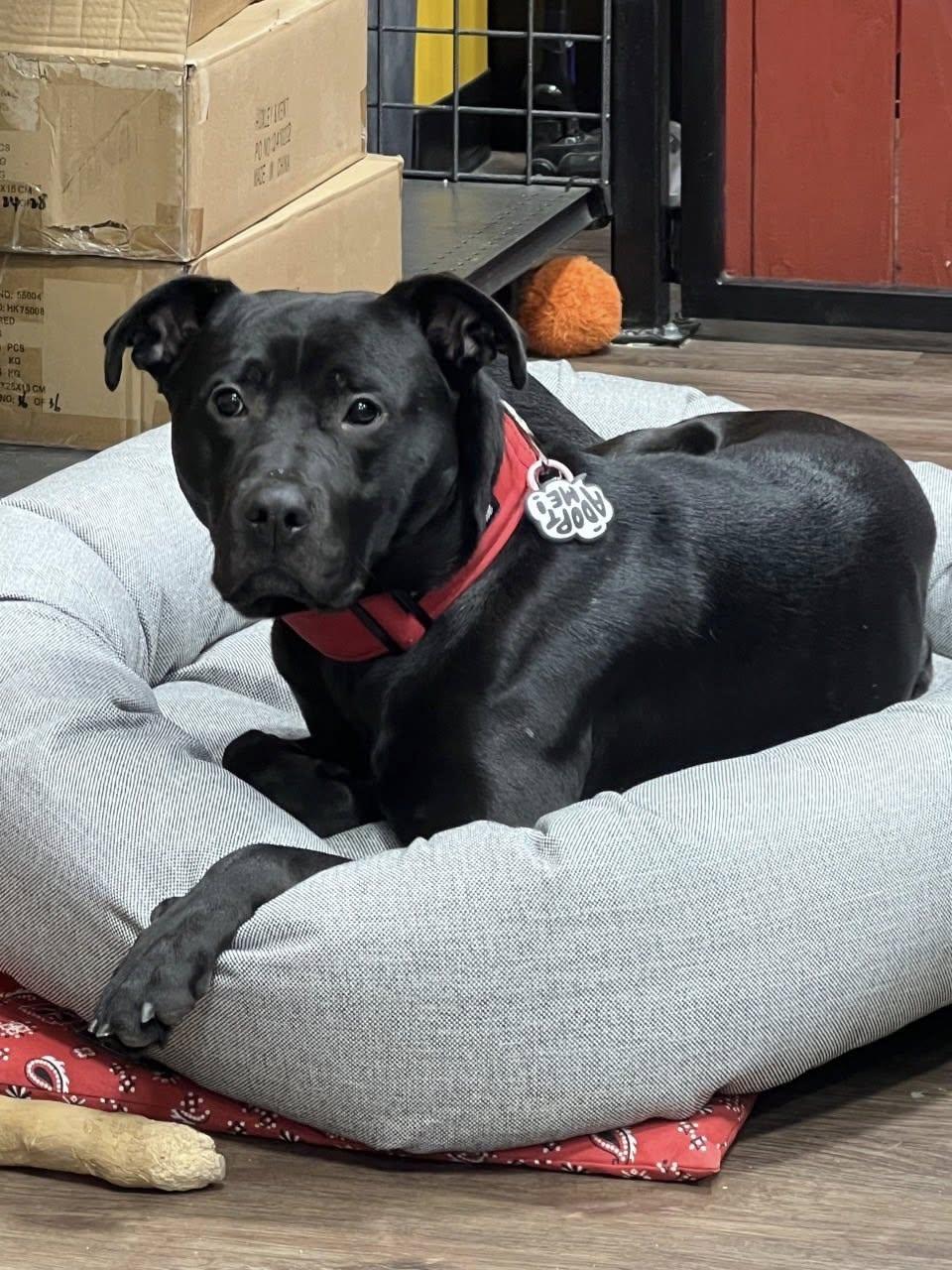 Dash, ADOPTABLE, Adult Male Mixed Breed.