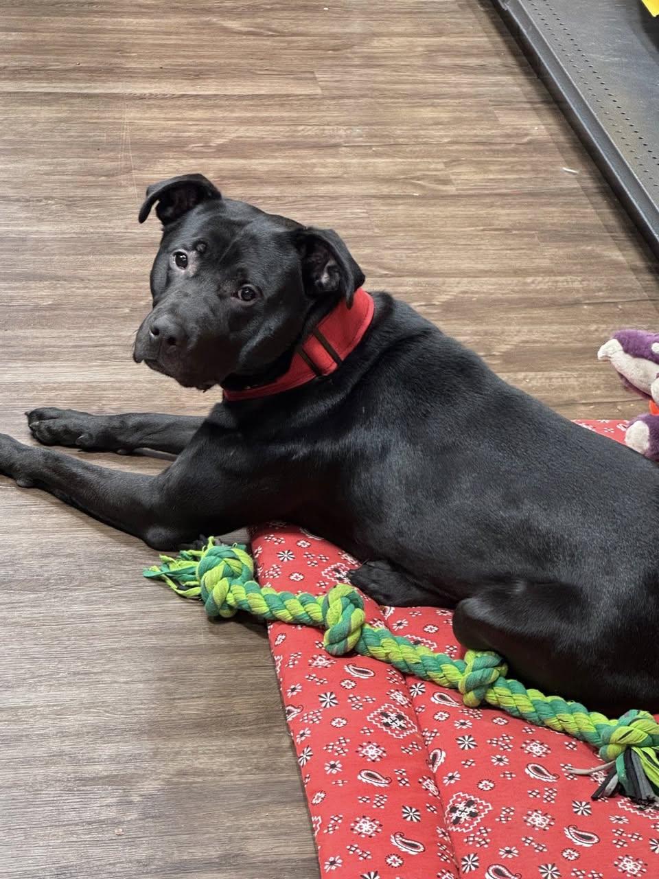 Dash, a ADOPTABLE Mixed Breed in Memphis, TN image 2/2