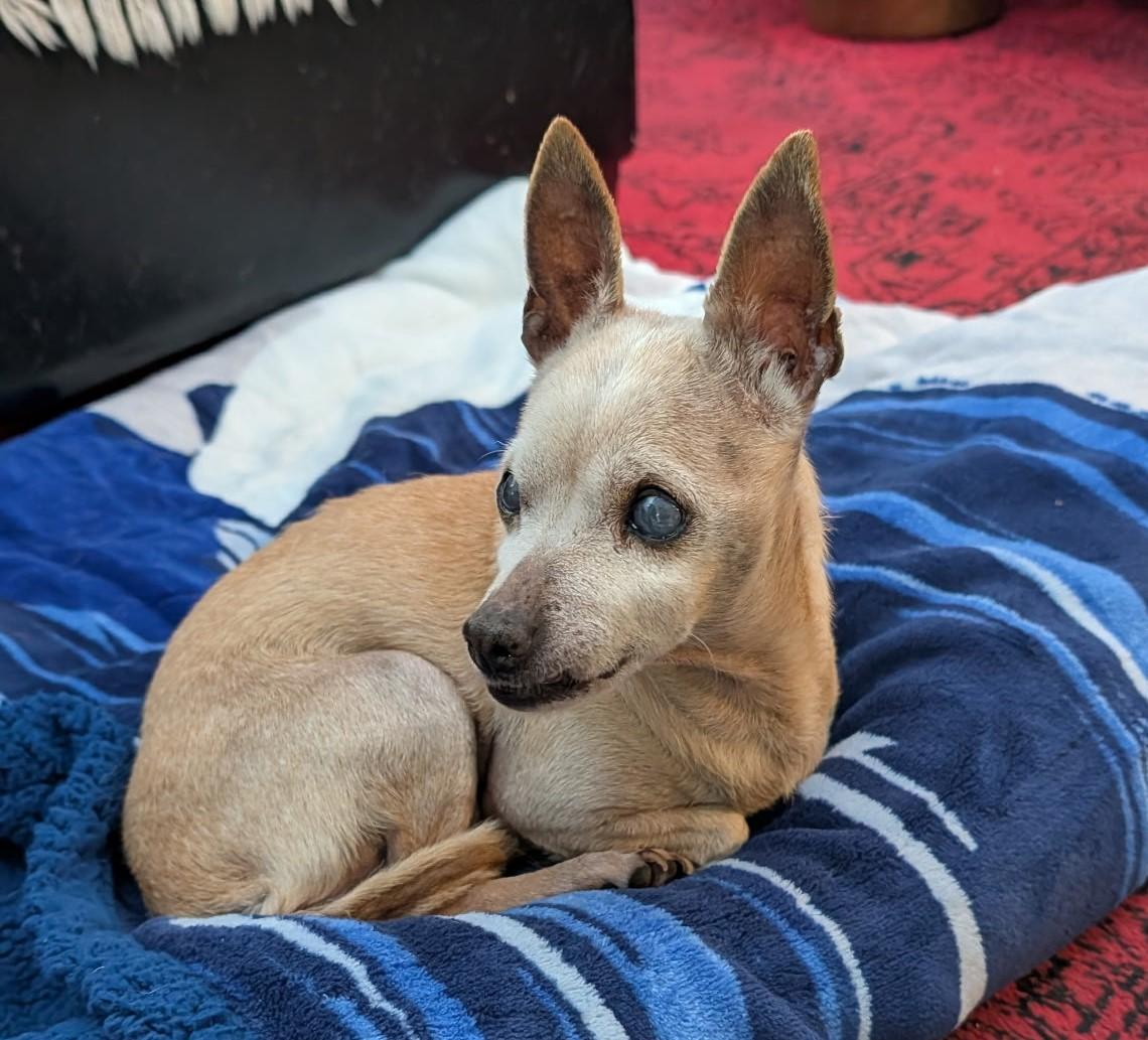 Enlarge Carmie, a ADOPTABLE mixed breed in Albuquerque, NM image 1/1