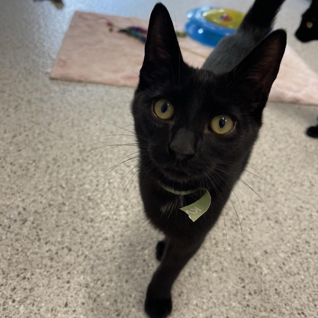Burger, Adoptable, Kitten Male Domestic Short Hair.