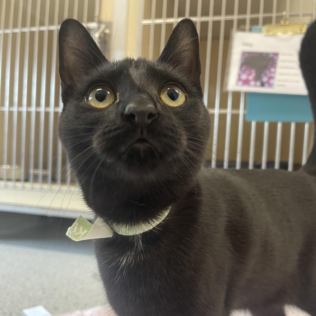 Enlarge Burger, a Adoptable Domestic Short Hair in Winston Salem, NC image 3/6