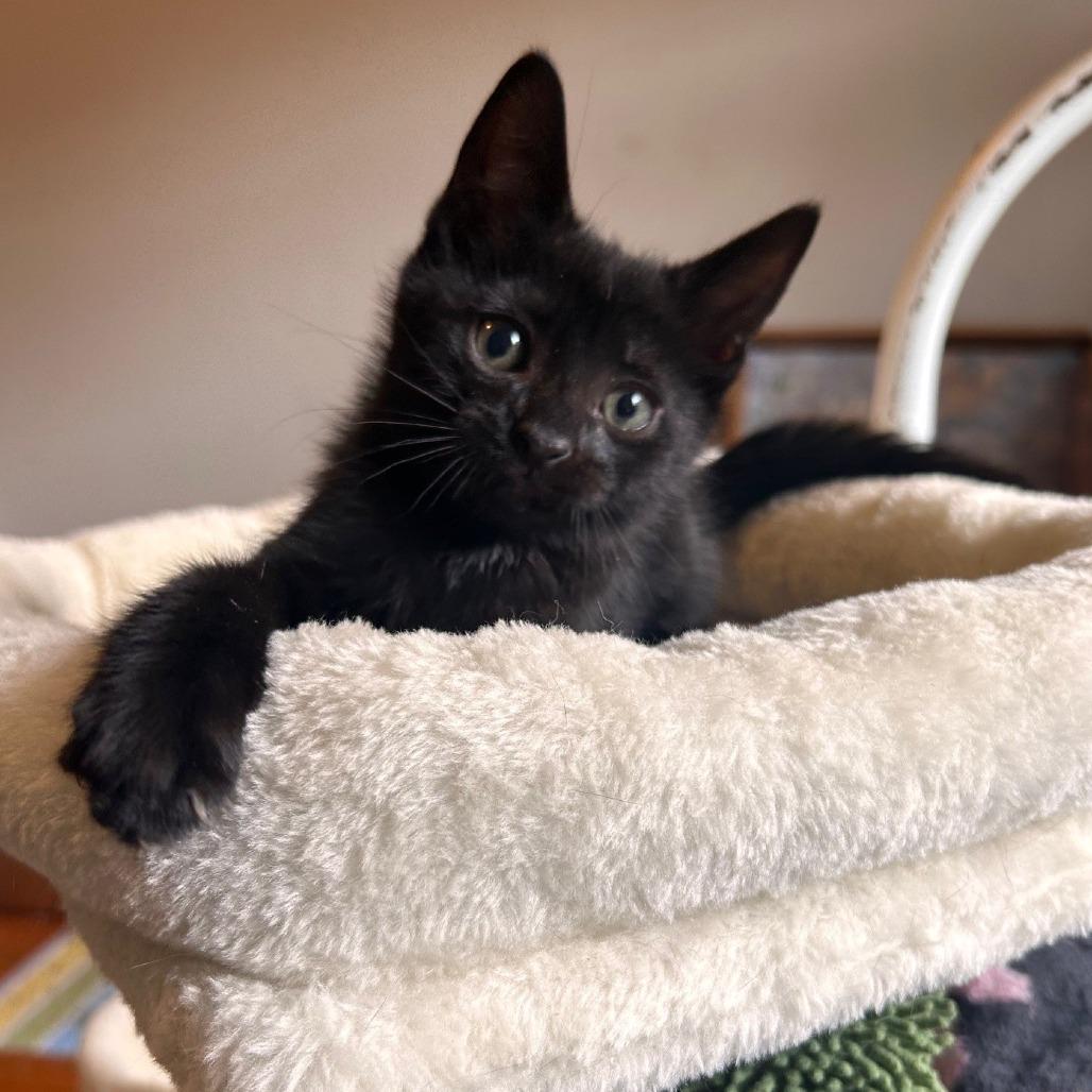 Burger, a Adoptable Domestic Short Hair in Winston Salem, NC image 3/6