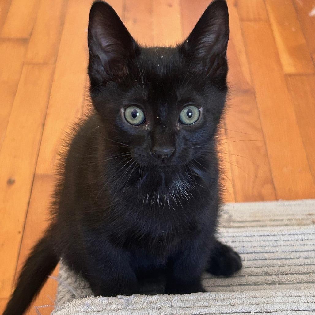 Burger, a Adoptable Domestic Short Hair in Winston Salem, NC image 4/6