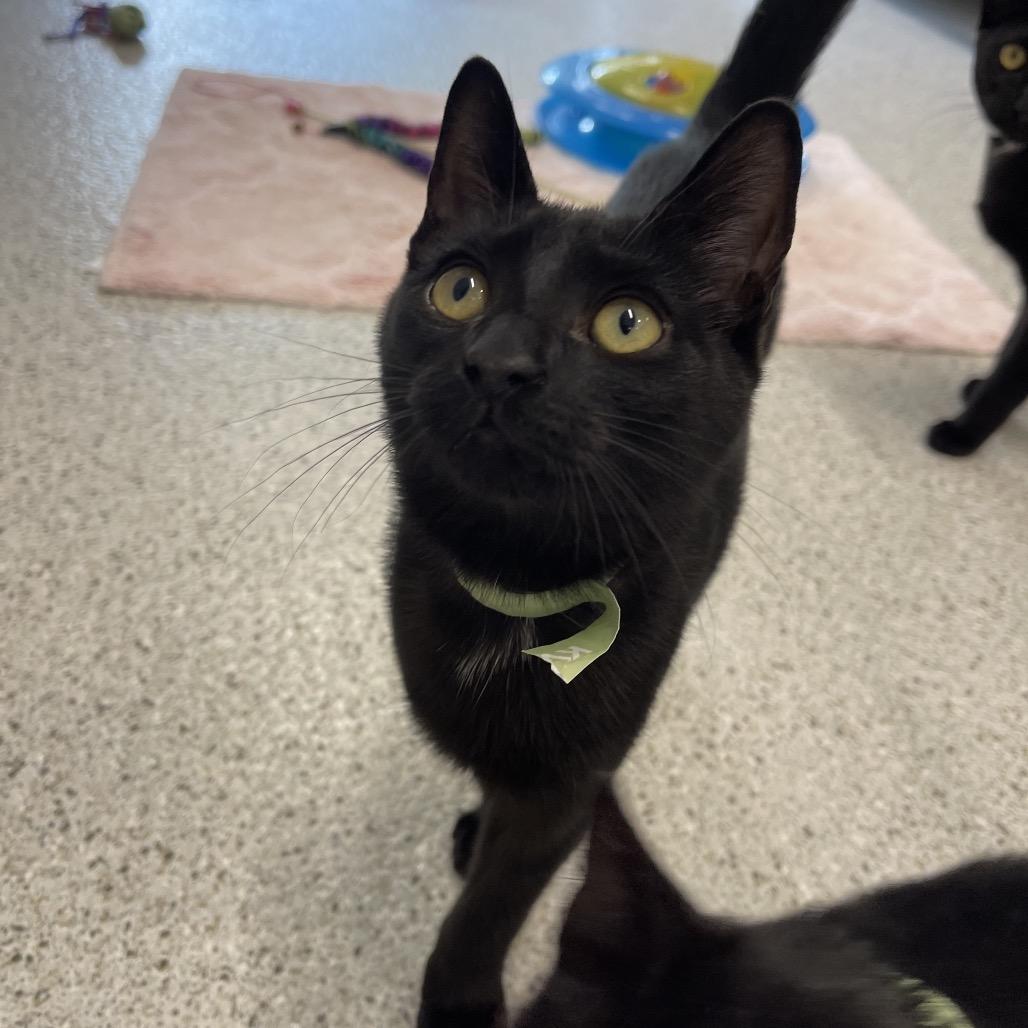 Burger, a Adoptable Domestic Short Hair in Winston Salem, NC image 5/6