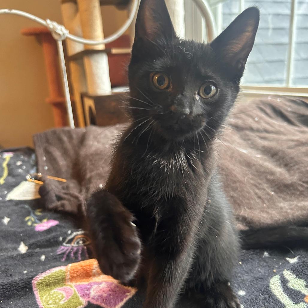 Burger, a Adoptable Domestic Short Hair in Winston Salem, NC image 6/6