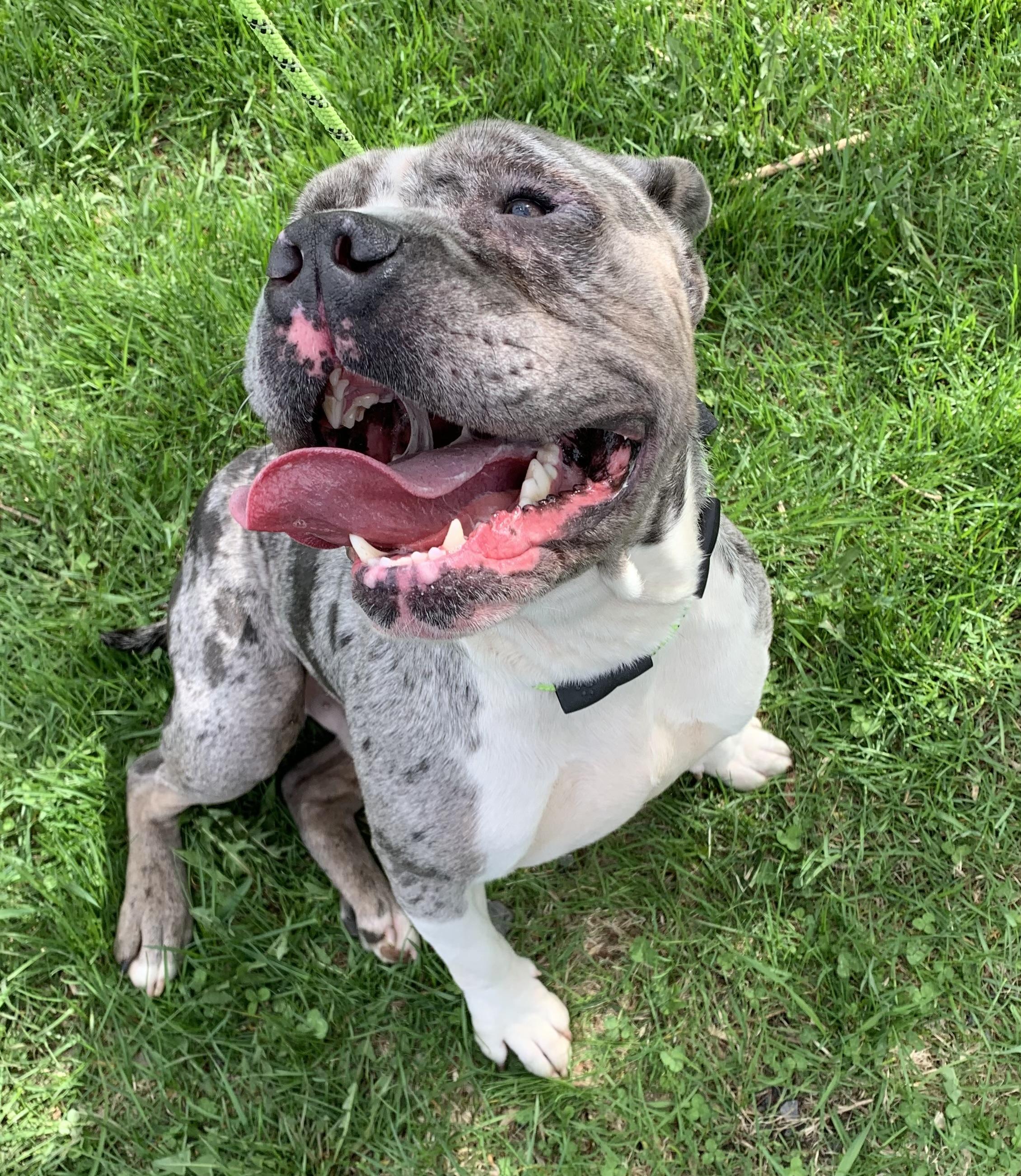 Stryker, an adopted mixed breed in Massena, NY image 2/2