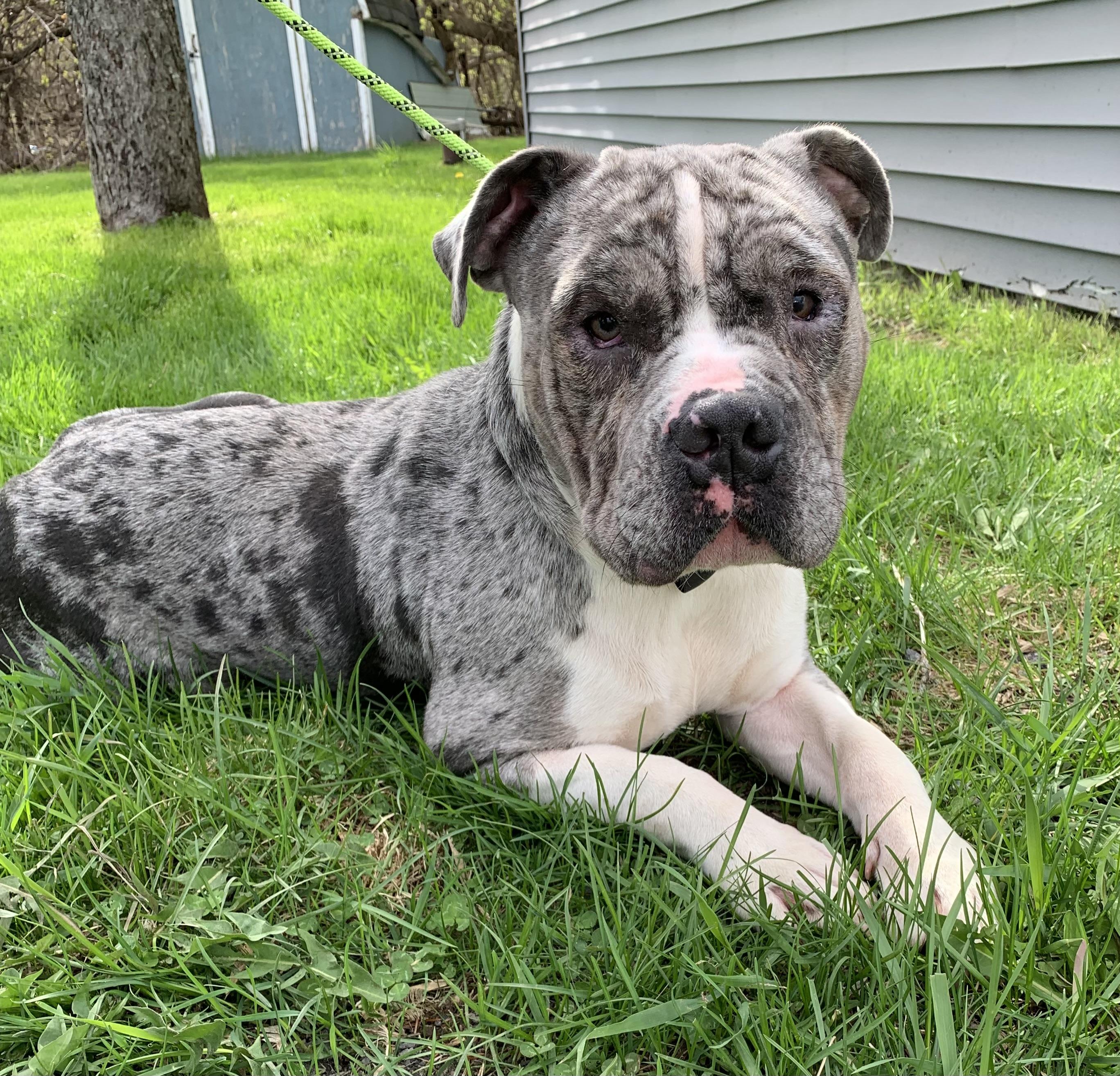 Stryker, adopted, Adult Male Bulldog & American Staffordshire Terrier.