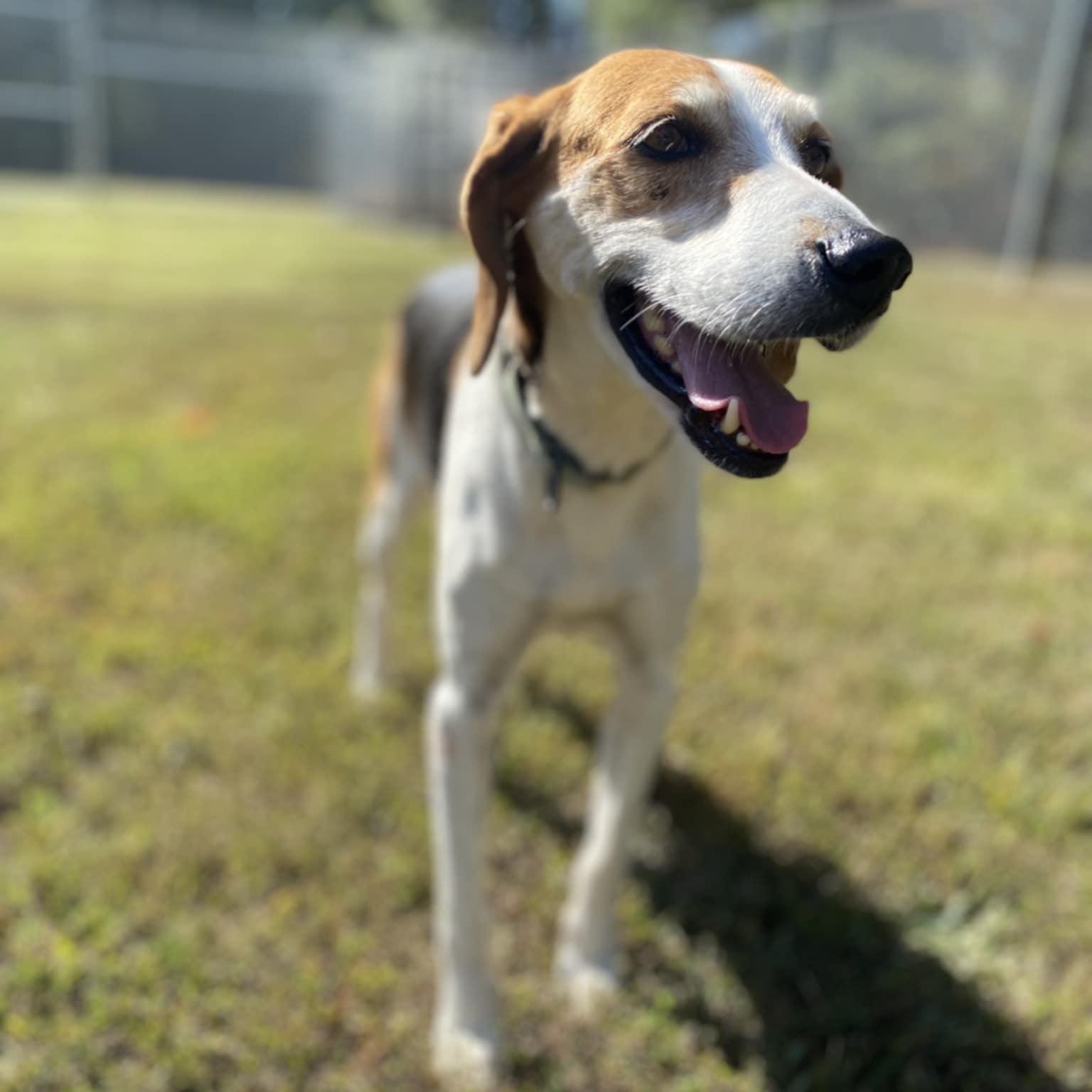 Agnes, a Adoptable Hound in Orange, VA image 2/5