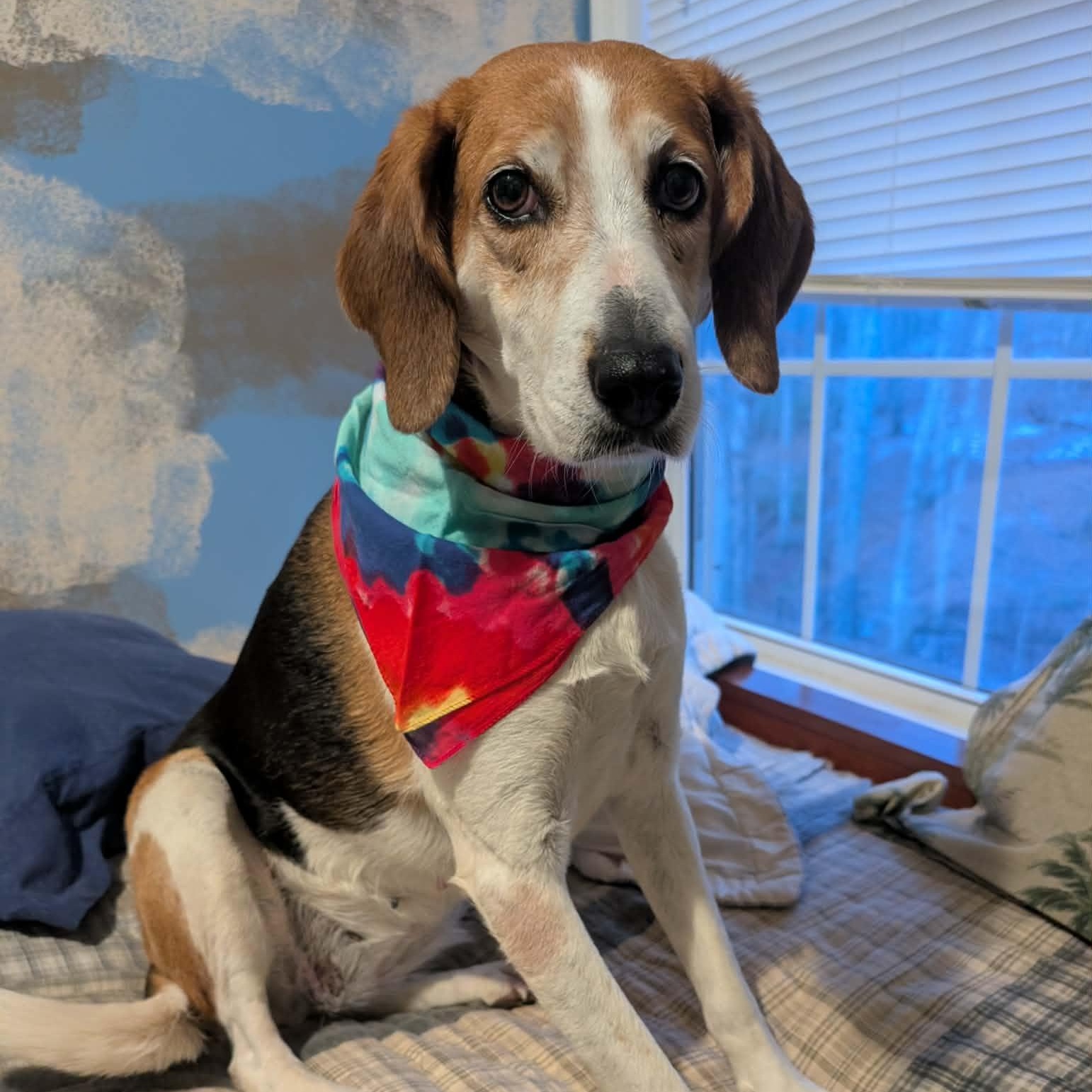 Enlarge Agnes, a Adoptable Hound in Orange, VA image 1/6